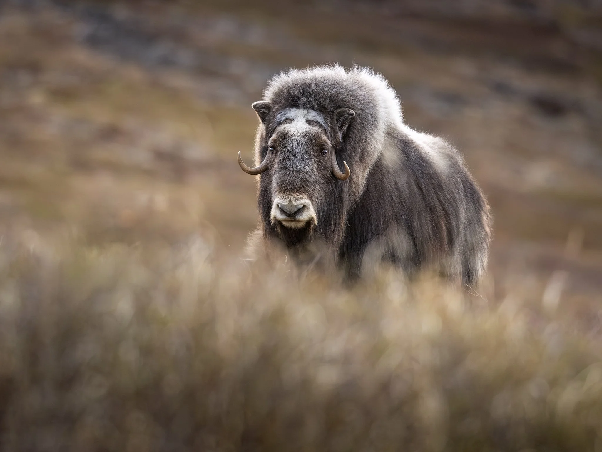 231A2151.CR3 - 6/4/24 - A muskox peers down from a ridge in the tundra of northwestern Alaska.