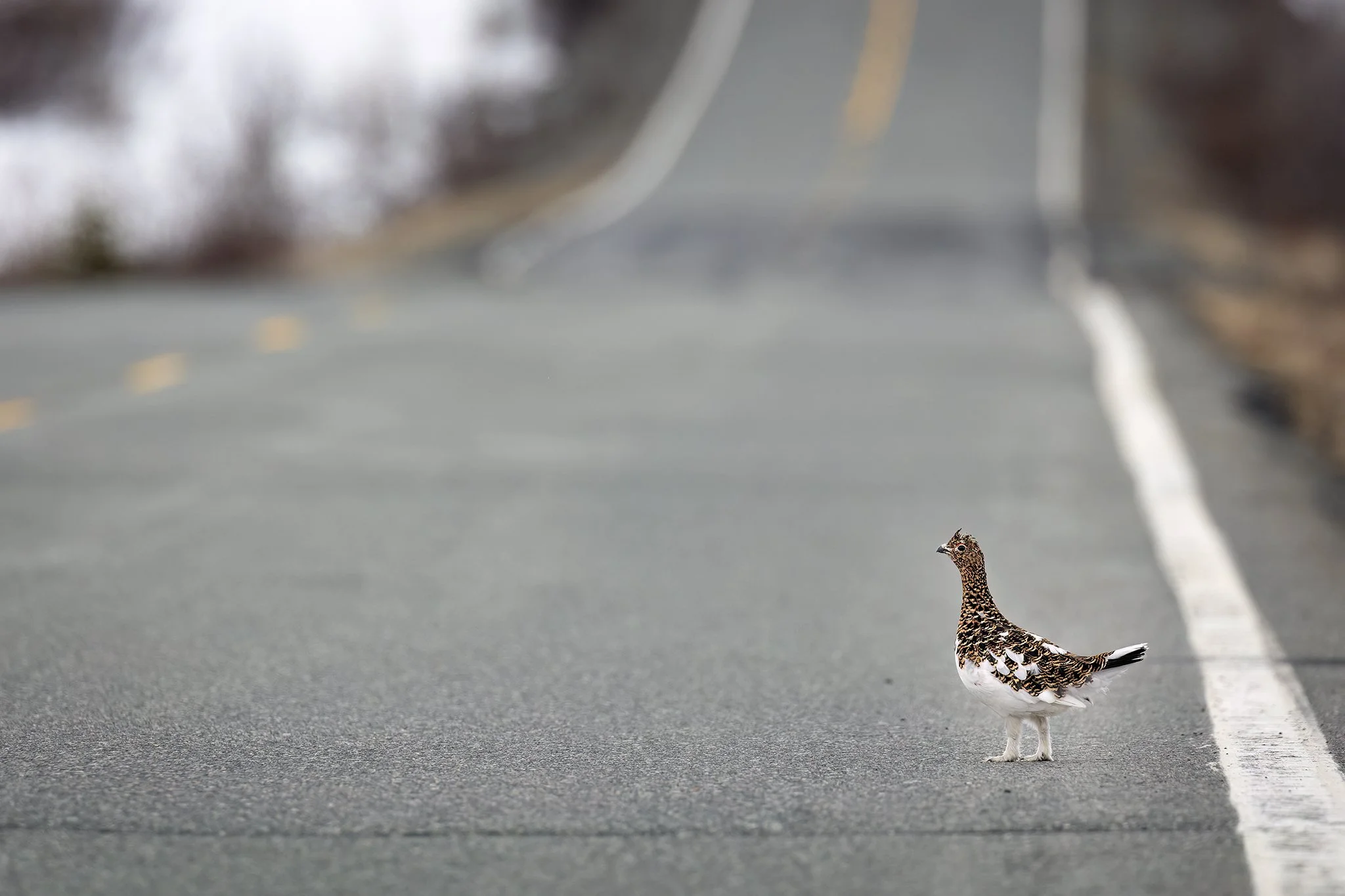 3U7A7774.CR3 - 5/22/23 - In this image taken in late May, a willow ptarmigan hen pauses on a paved section of the Denali Highway near Paxson.