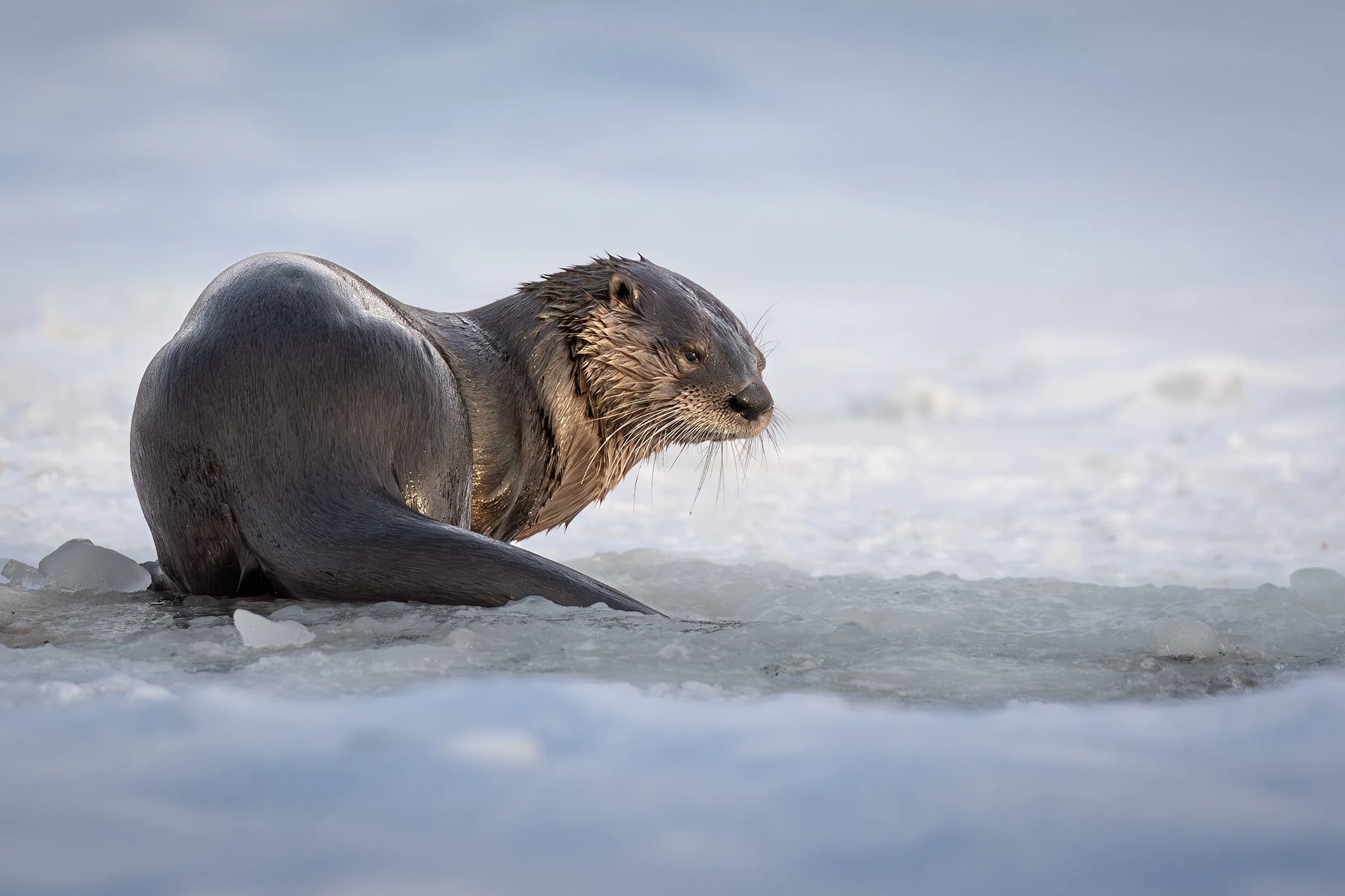 3U7A1848.CR3 - 3/17/23 - A river otter seems to reflect over a hole in the ice of a frozen lake in Southcentral Alaska.