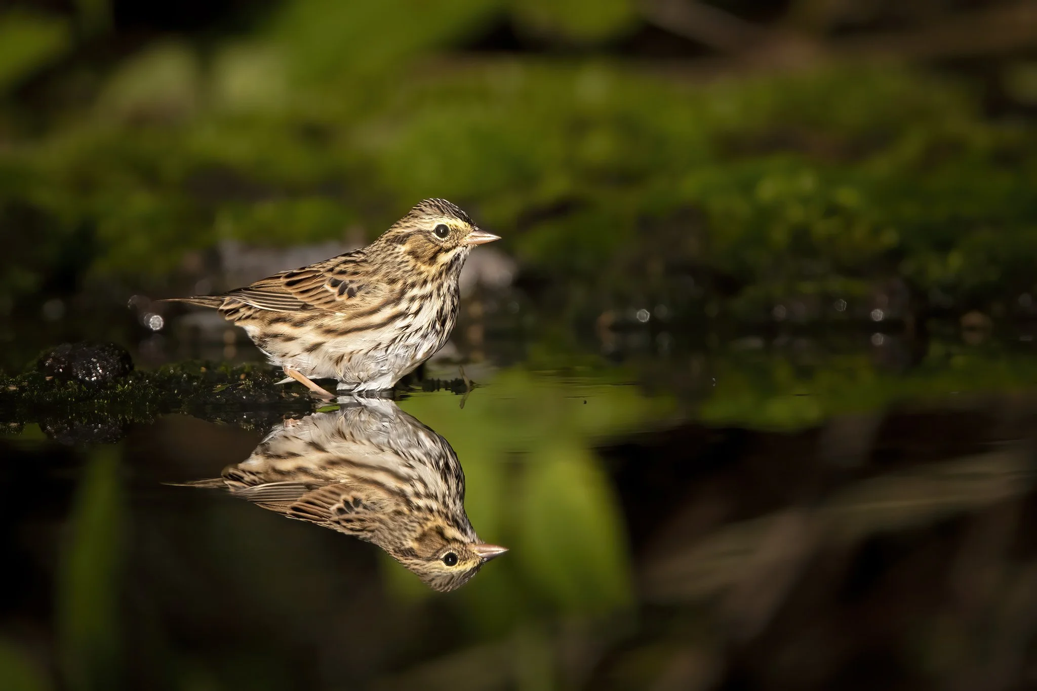_P3A8145.CR3 - 8/27/22 - A savannah sparrow bathes in a Southcentral Alaska rainwater puddle during fall migration.