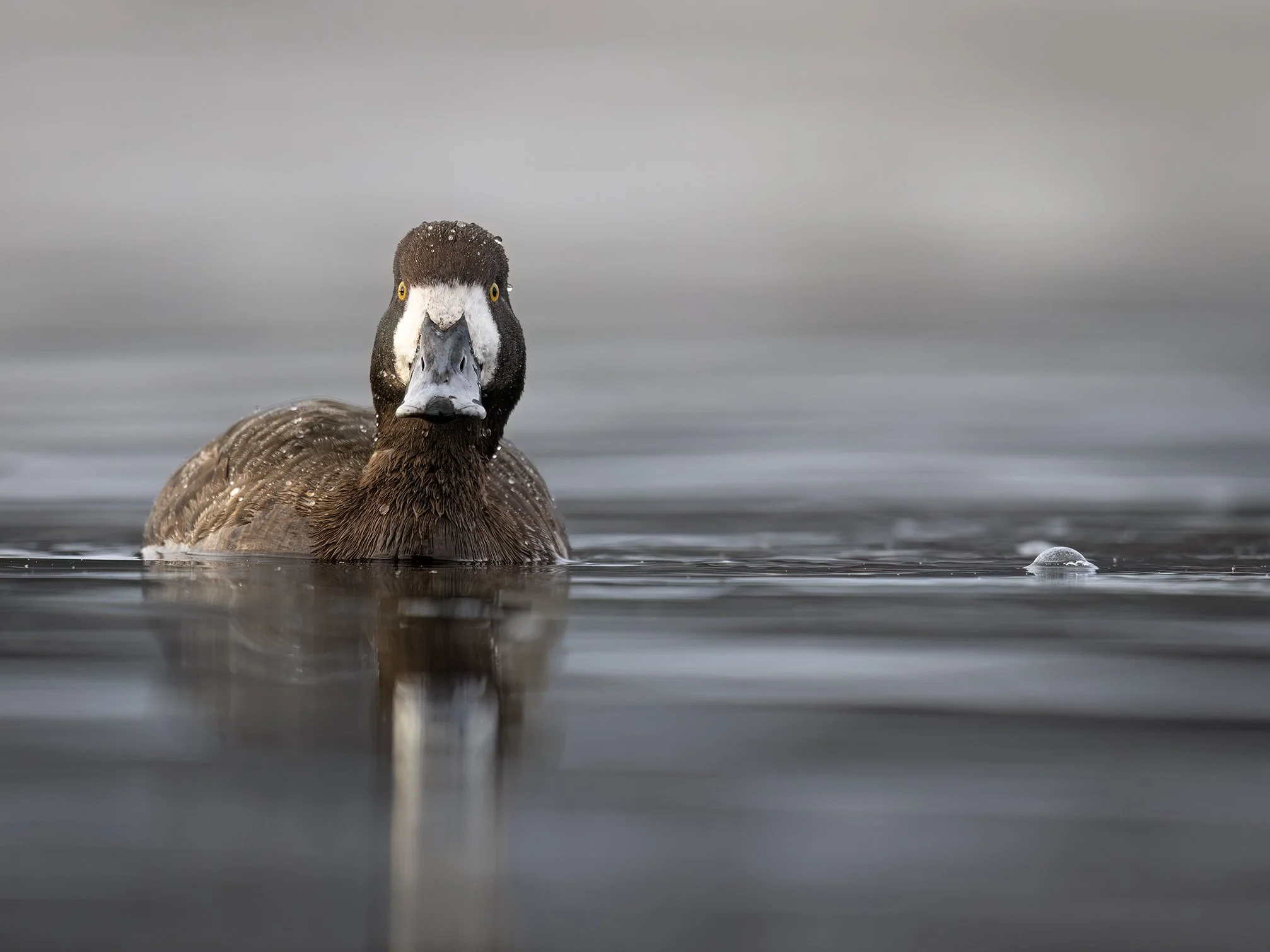 231A7785.CR3 - 4/25/24 - A great scaup hen pauses while feeding in a Southcentral Alaska lake.