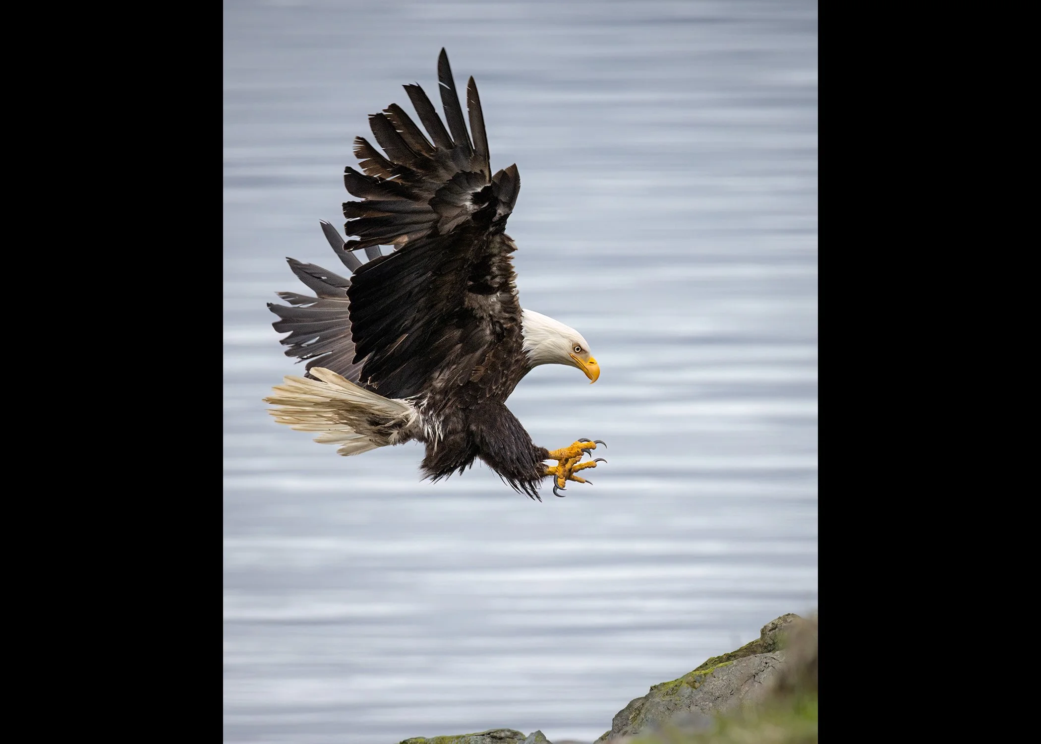 231A9430_Vert.CR3 - 5/10/25 - A bald eagle hits the air brakes as it prepares to land on a bluff overlooking Alaska's Prince William Sound.