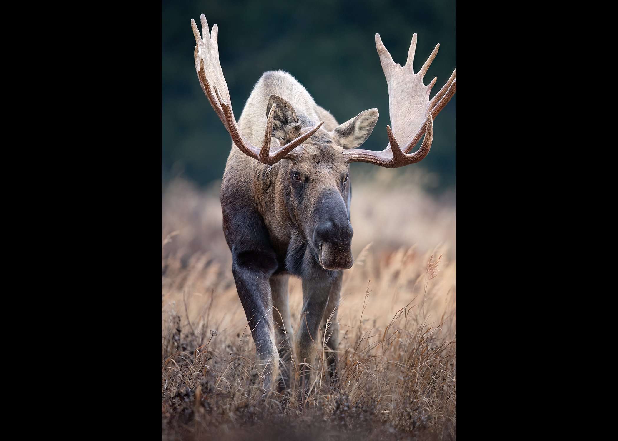 Moose vert-2.jpg