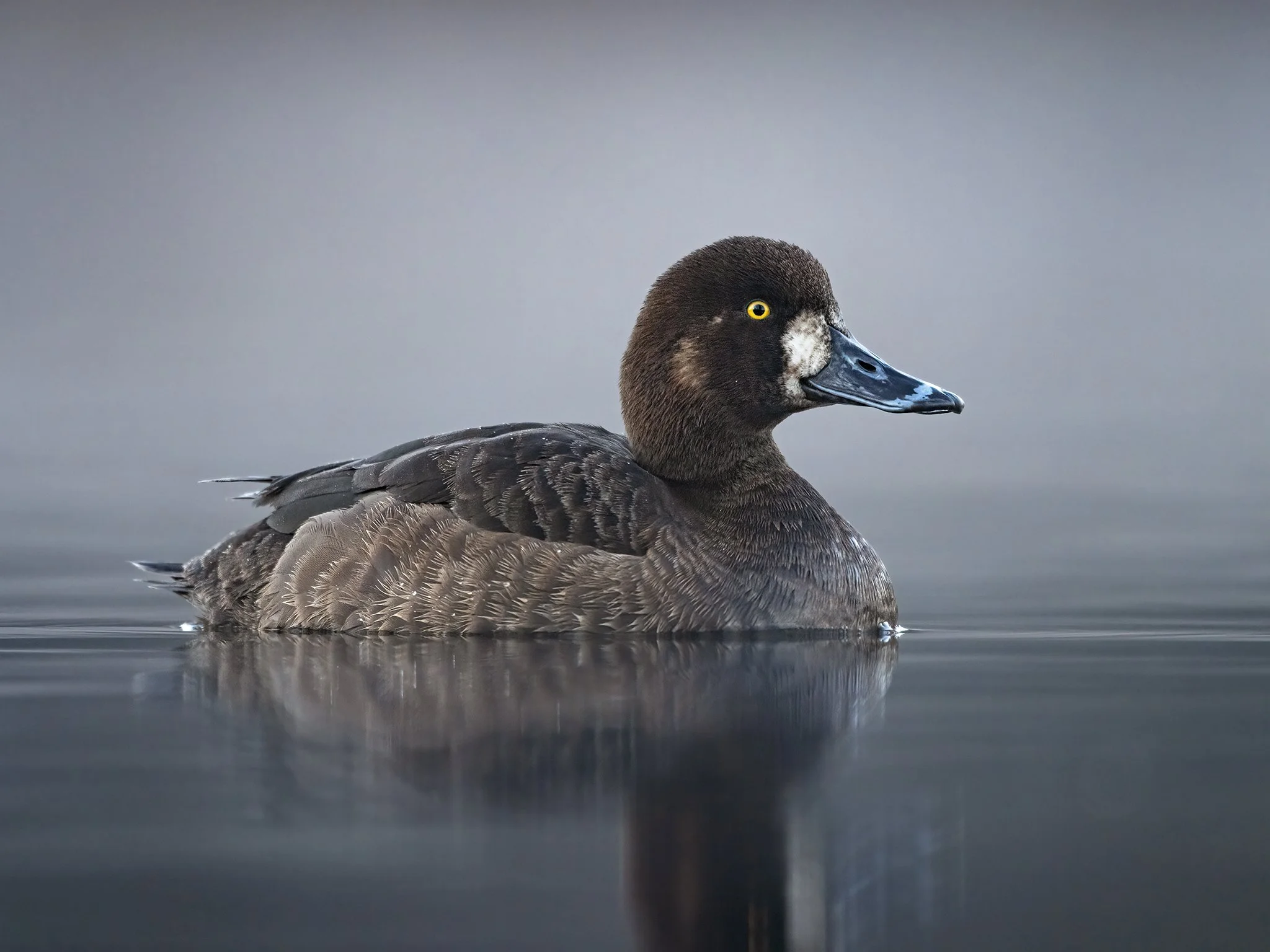 231A7331.CR3 - 5/7/24 - A greater scaup hen rests in early-morning light on a Southcentral Alaska lake.
