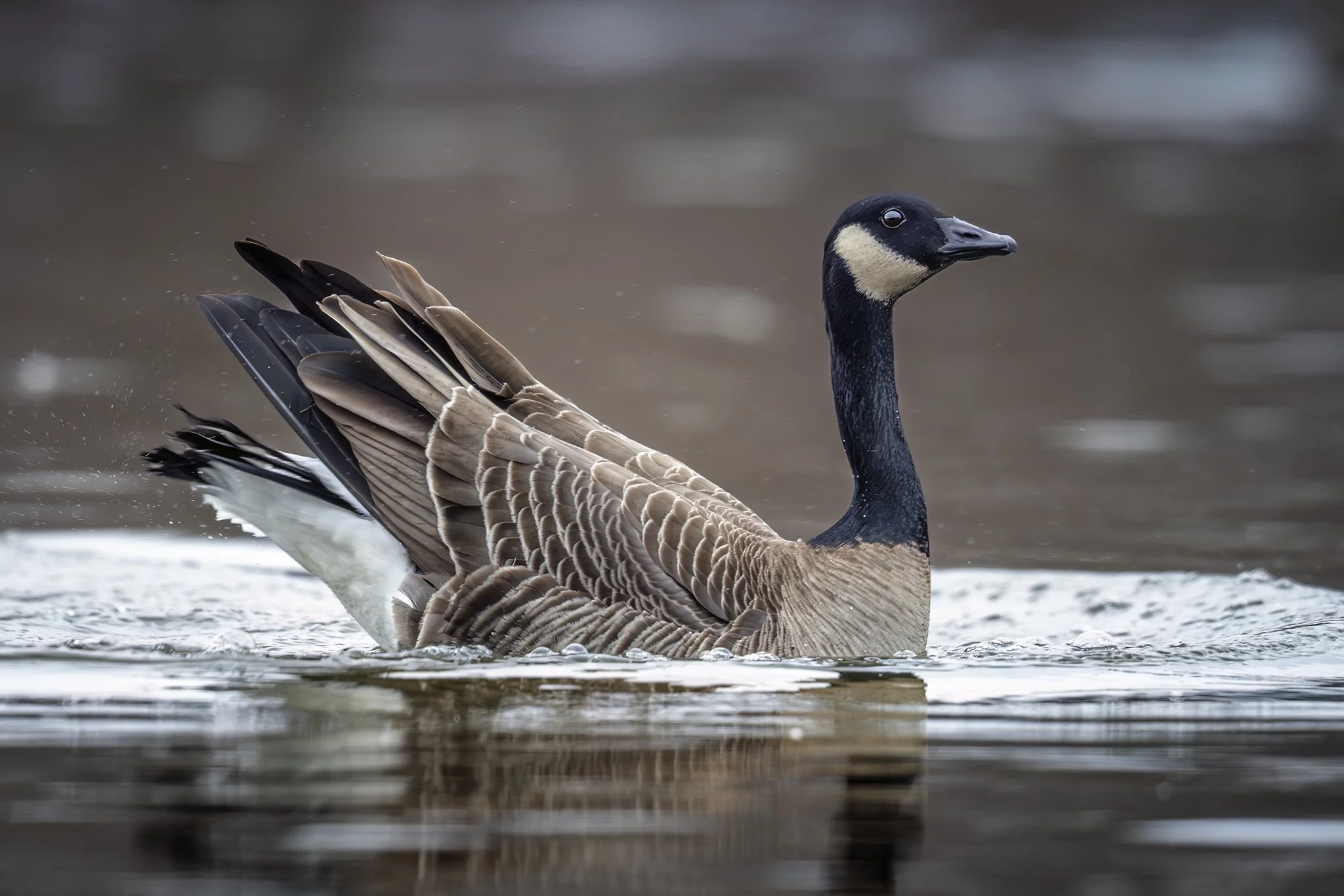 Silly Goose