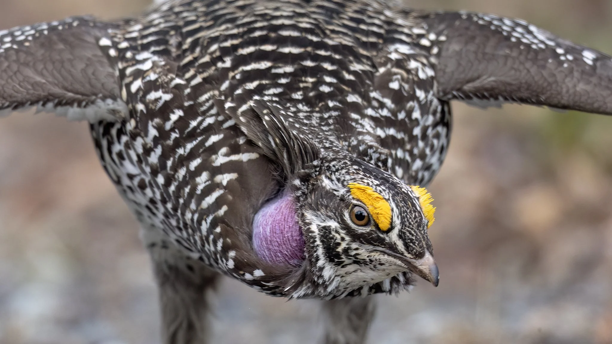 Little Grouse on the Prairie