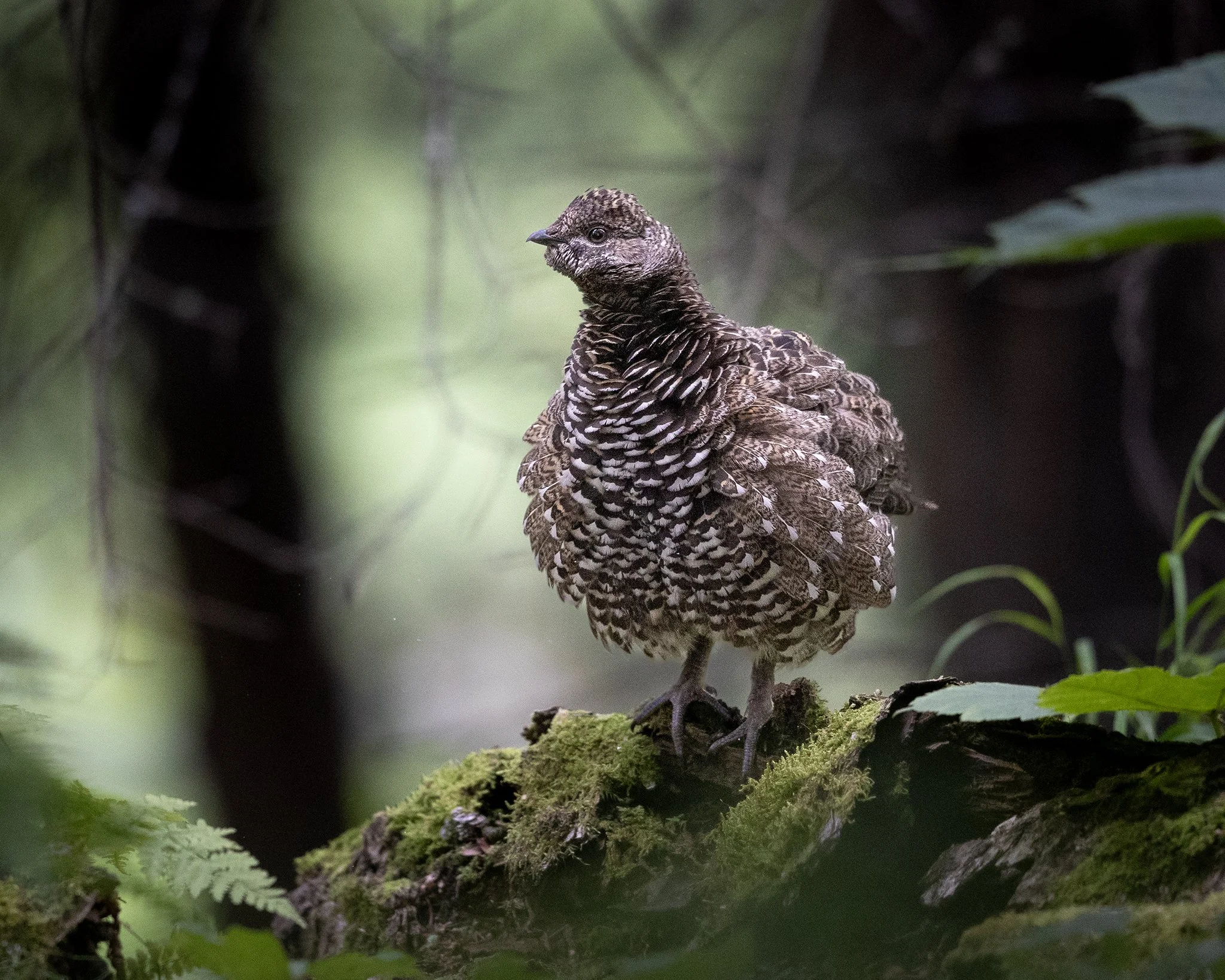 3U7A7921.CR3 - 8/12/23 - A spruce grouse hen ruffles its feathers as its brood hides in the trees nearby. Kincaid Park, near Anchorage in Southcentral Alaska.