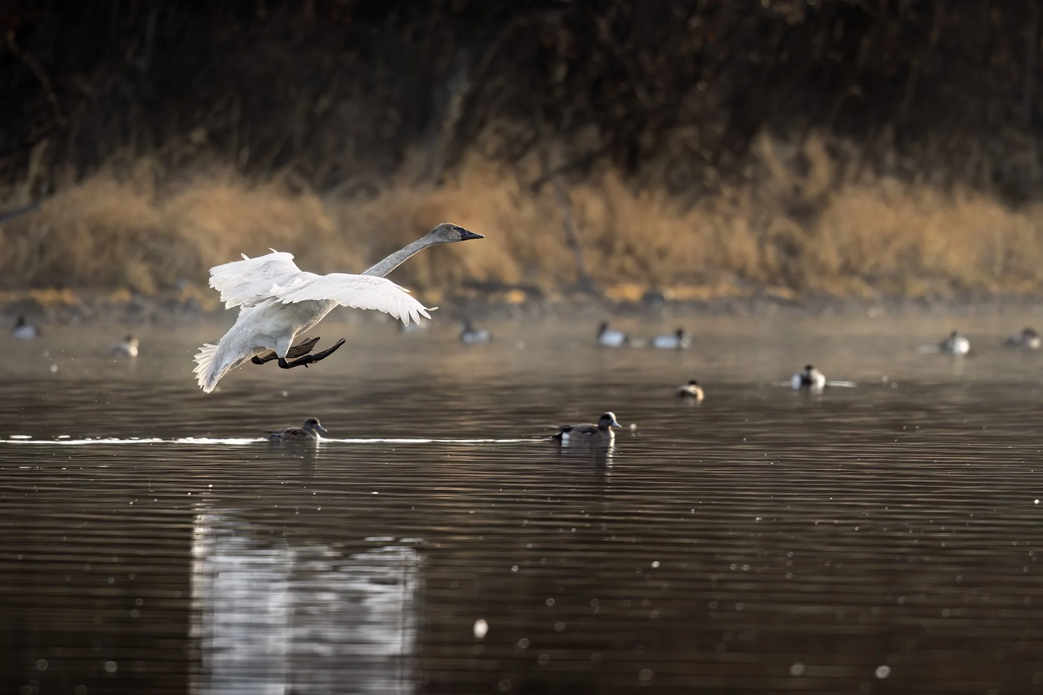 231A2212.CR3 - 5/14/25 - A trumpeter swan lands among mixed duck species during spring migration in Interior Alaska.