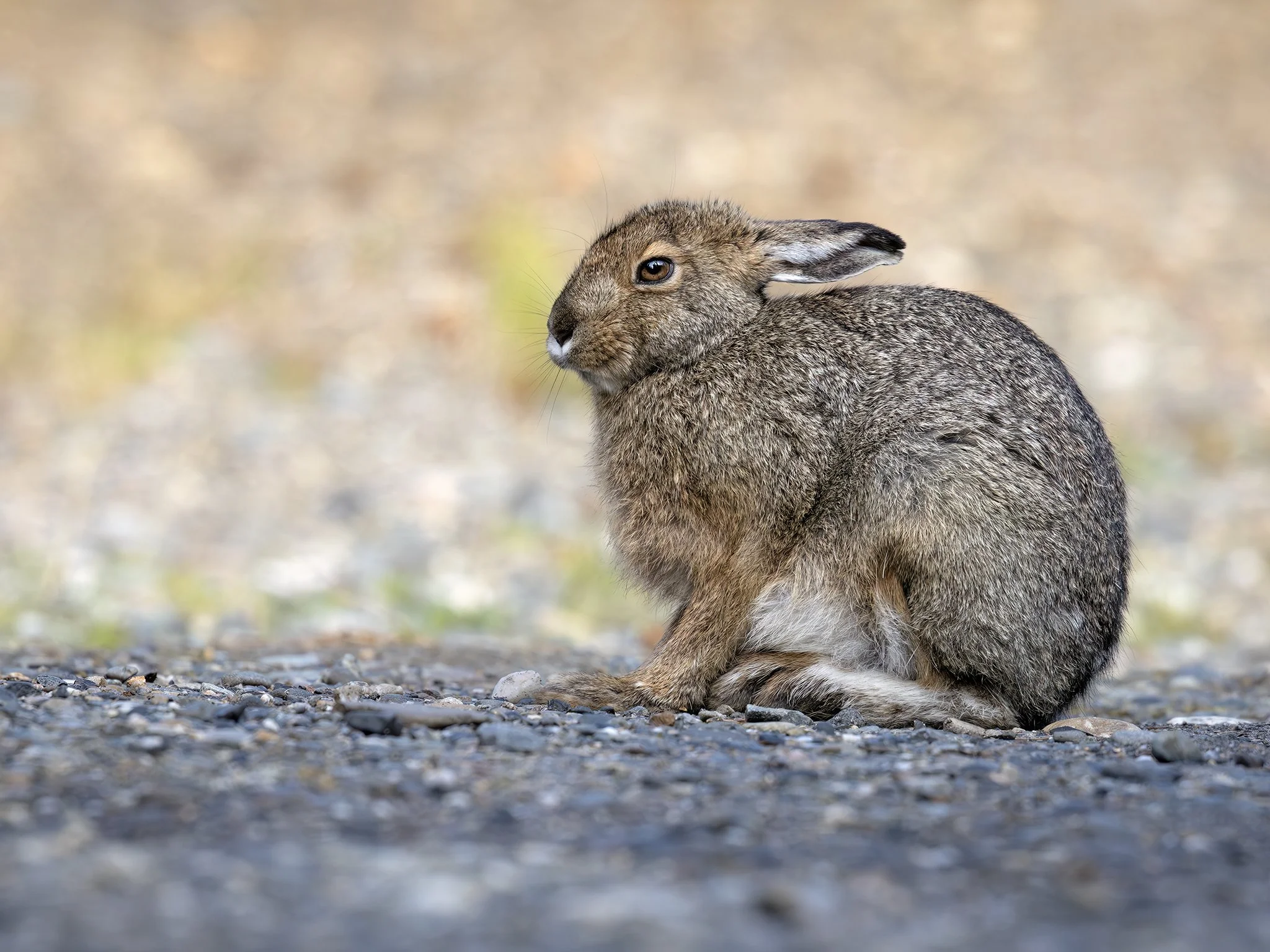 231A7837.CR3 - 8/18/25 - A snowshoe hare hangs out on a gravel trail in Alaska's Denali National Park.