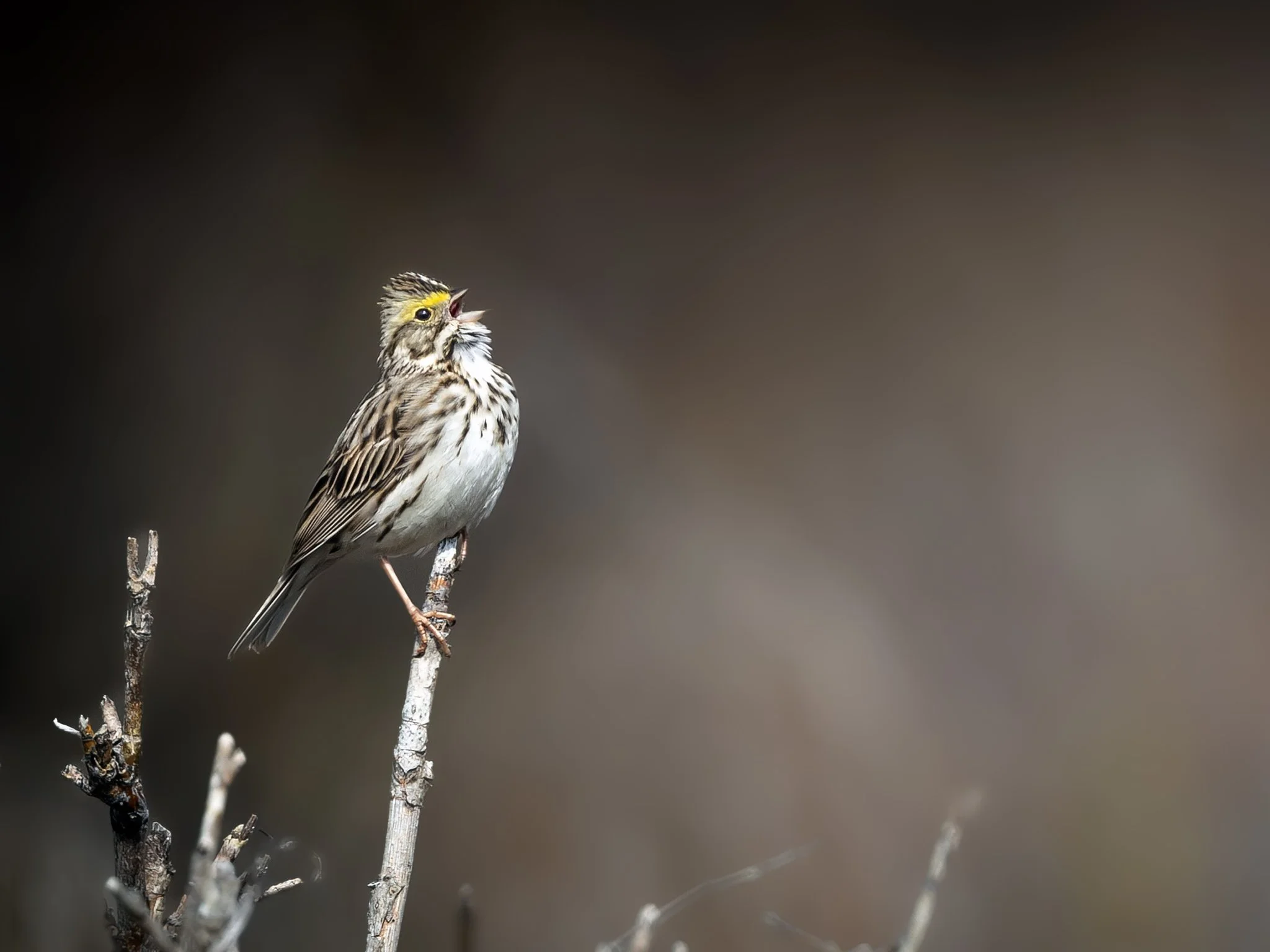 3U7A7530.CR3 - 5/22/23 - A savannah sparrow establishes its spring breeding territory with a song.