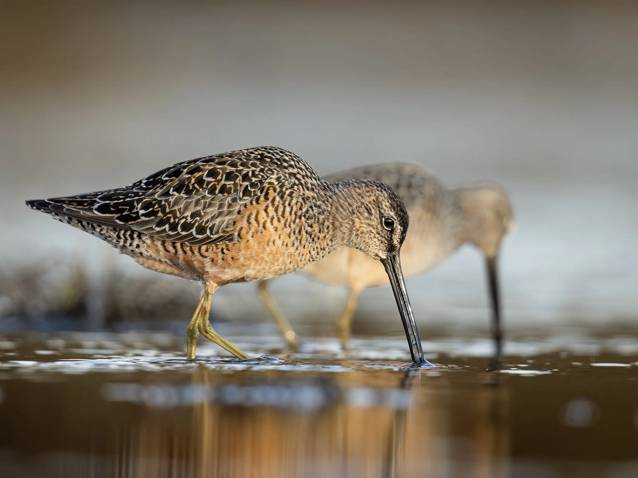 231A7312.CR3 - 5/14/24 - Long-billed dowitchers probe the shallows in Southcentral Alaska's Anchorage Coastal Wildlife Refuge.