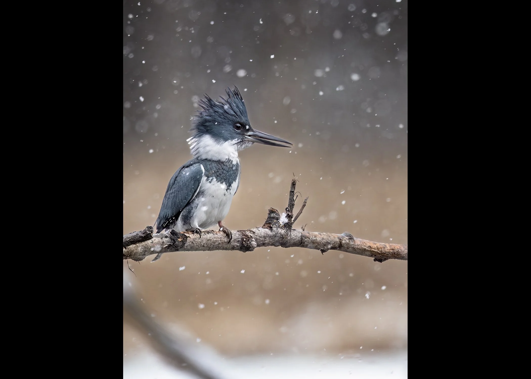 Kingfisher in Springtime Snow