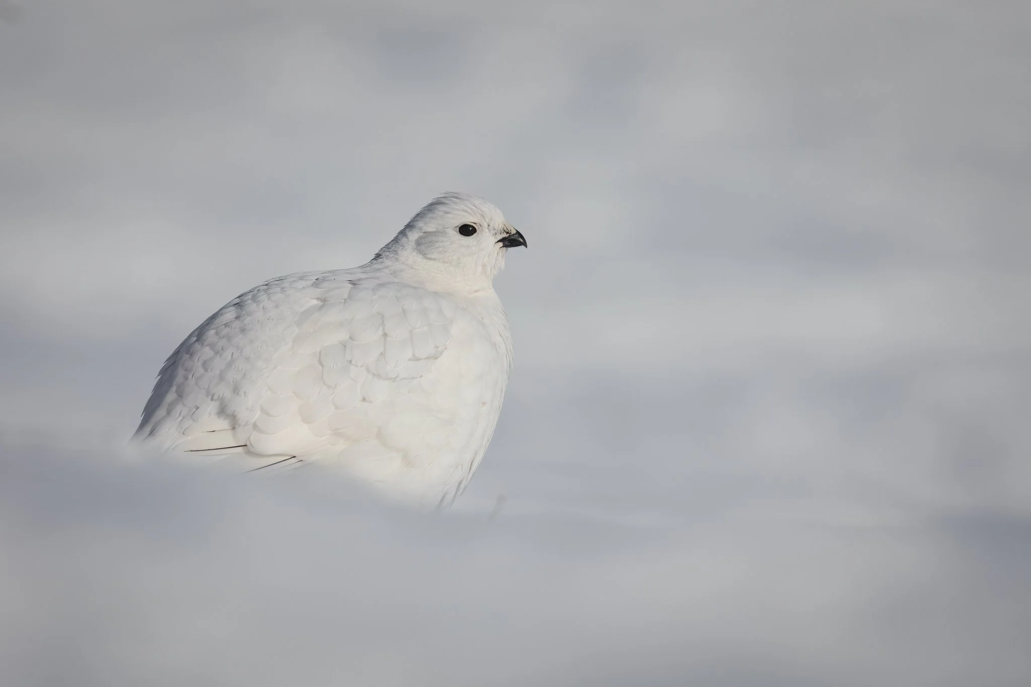 3U7A5747.CR3 - 2/22/23 - A willow ptarmigan, white as snow, blends in perfectly with its winter surroundings in Southcentral Alaska's Chugach State Park.