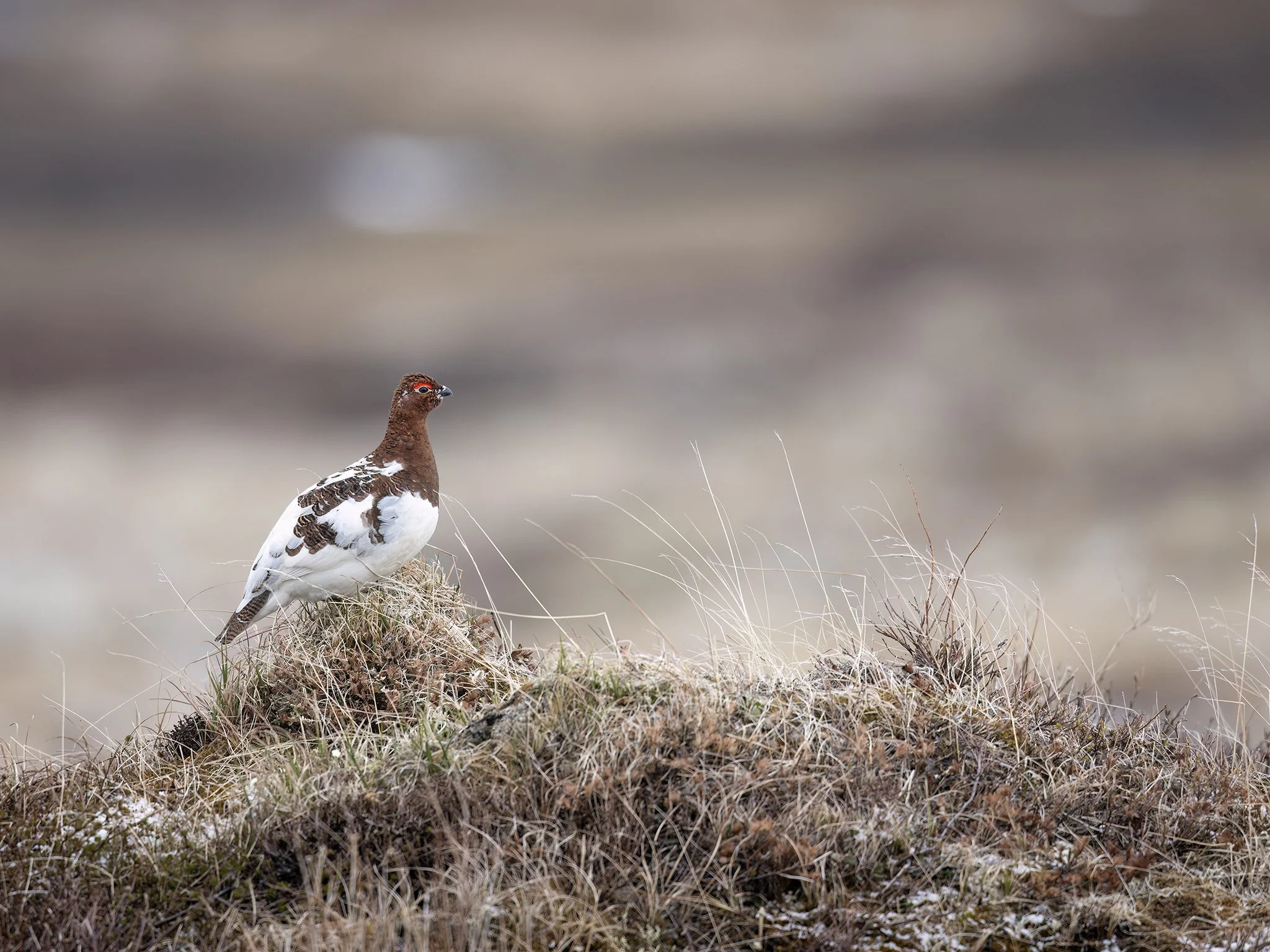 231A8454.CR3 - 6/4/24 - A willow ptarmigan keeps watch over its breeding territory from a tussock outside of Nome, Alaska.