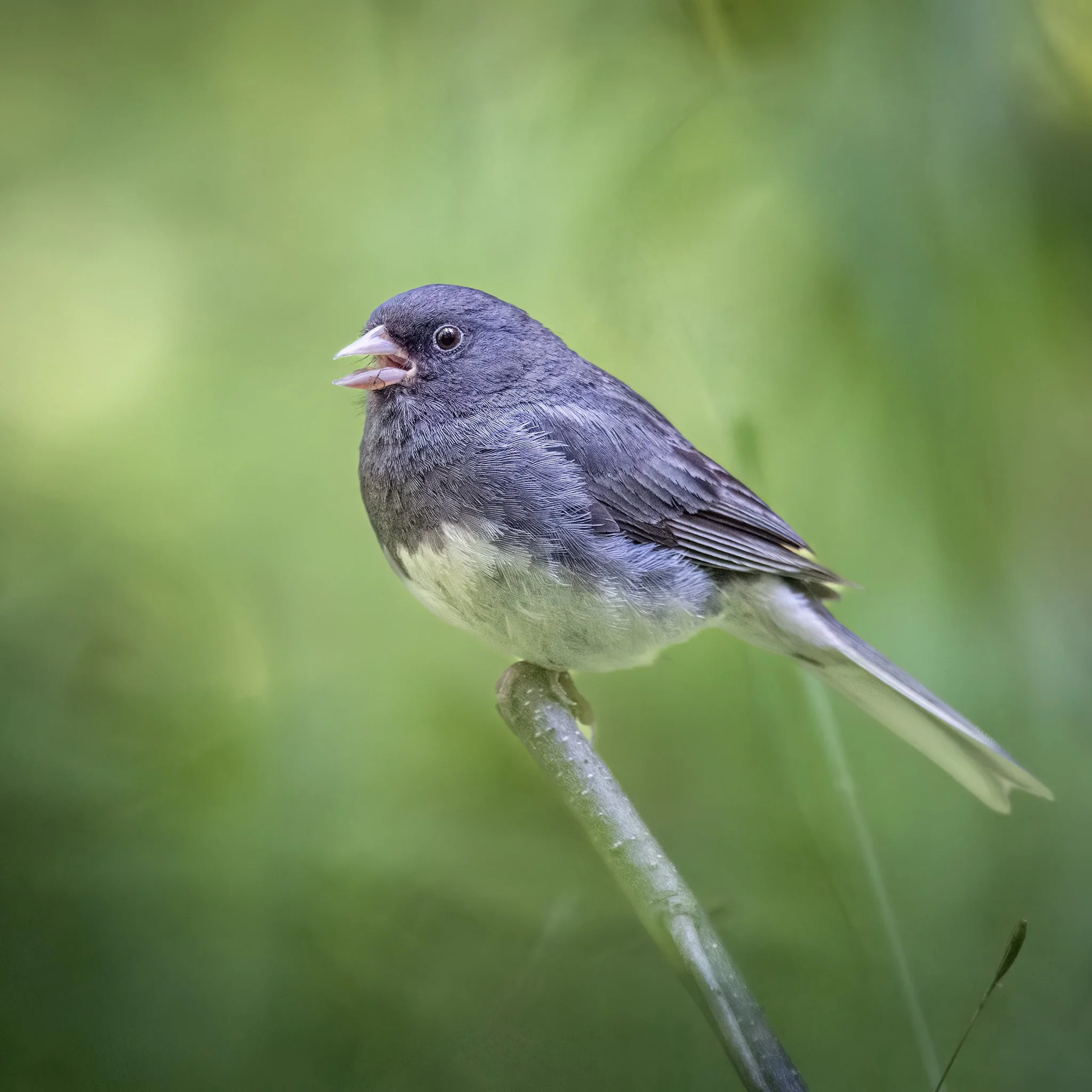 231A2207.CR3 - 7/21/24 -A dark-eyed junco calls from a meadow in Southcentral Alaska.