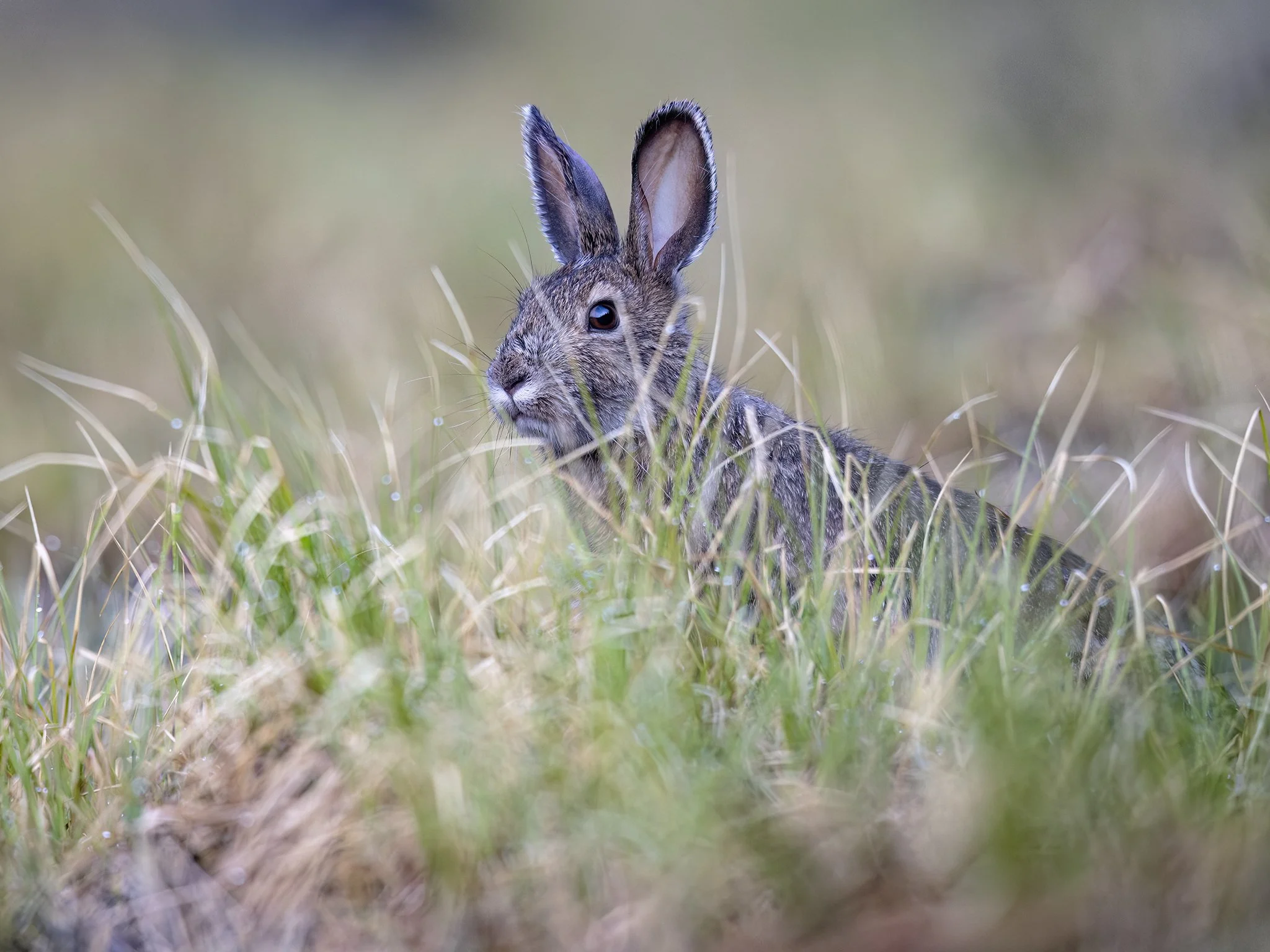 231A5572.CR3 - 5/17/25 - A snowshoe hare in summer pelage peeks over fresh grass one evening near the Donjek River in Yukon, Canada.