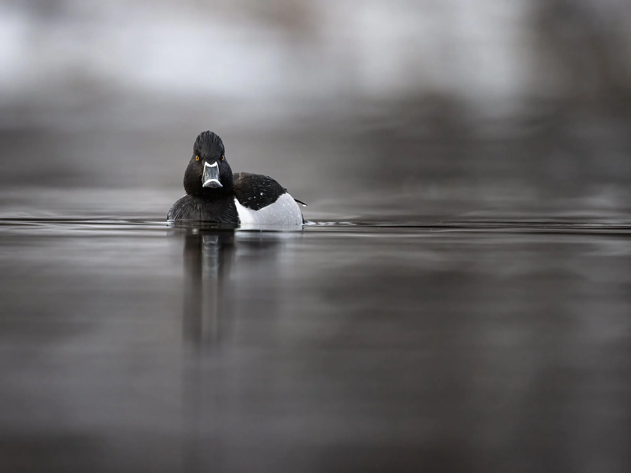 231A5990.CR3 - 4/25/24 - A ring-necked duck drake cruises the shoreline of a shallow Southcentral Alaska waterway.