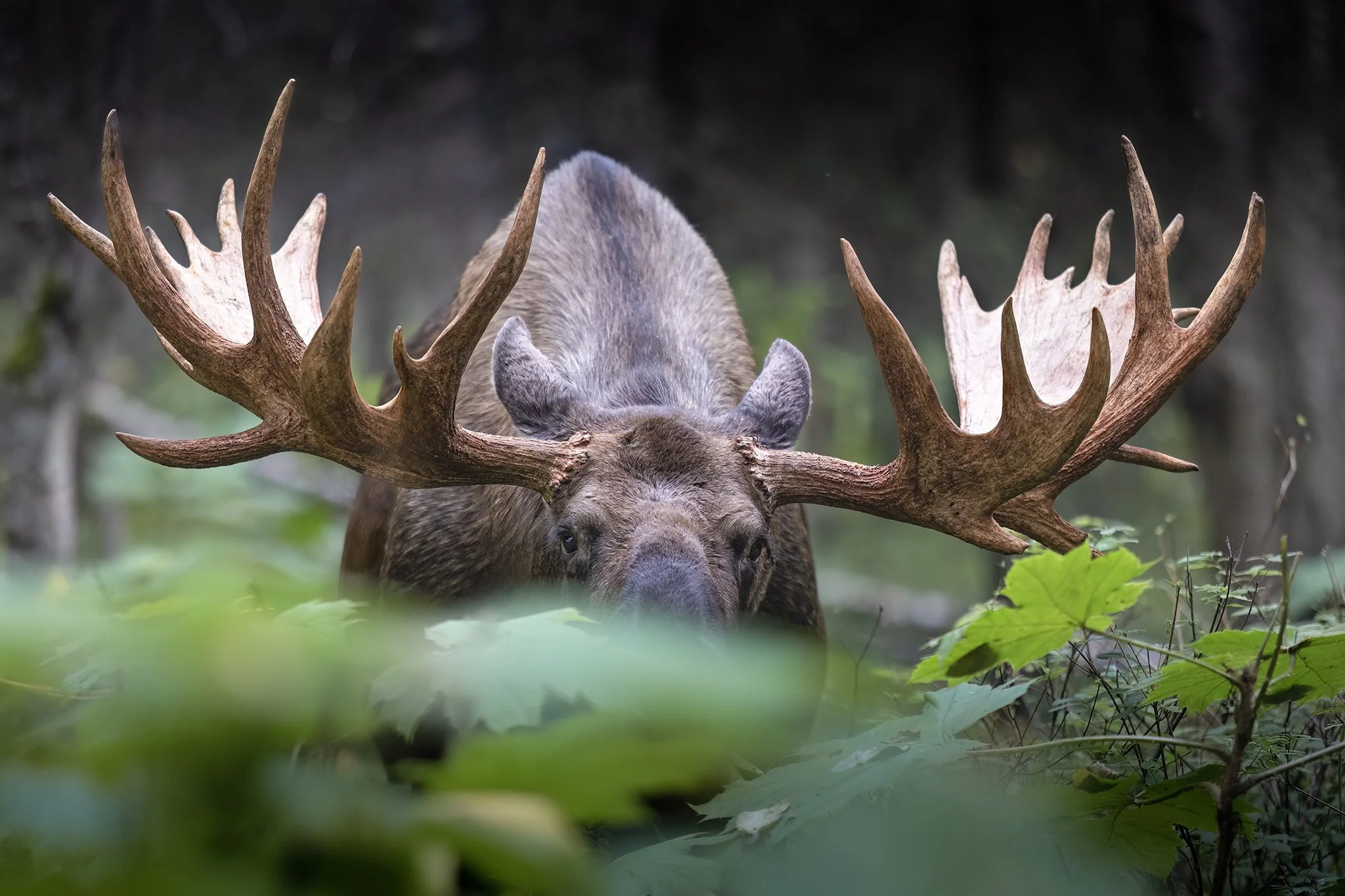 3U7A4837.CR3 - 9/10/23 - A bull moose with magnificent rack free of velvet feeds in the days prior to the beginning of the rut, or fall breeding season. Southcentral Alaska.
