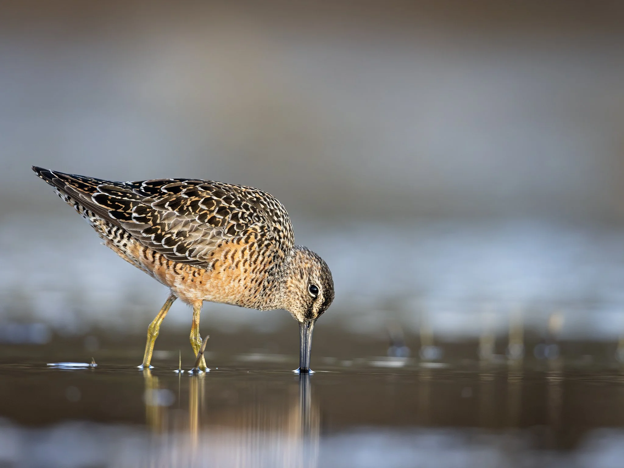 231A7301.CR3 - 5/14/24 - A long-billed dowitcher probes the shallows in Southcentral Alaska's Anchorage Coastal Wildlife Refuge.
