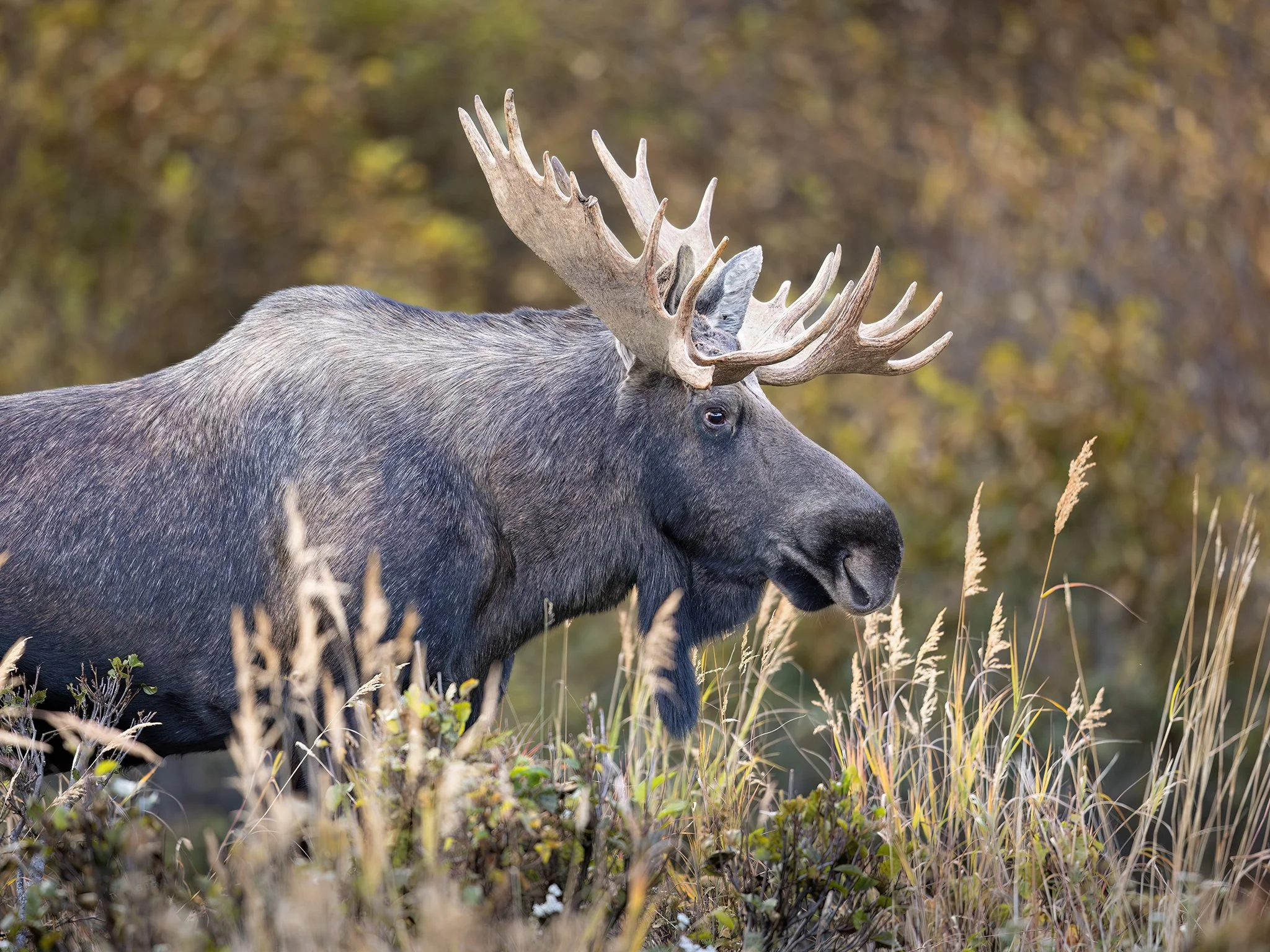 3U7A2133.CR3 - 9/27/23 - A bull moose looks for mates - and fights - during the fall rut, or breeding season - in Southcentral Alaska.