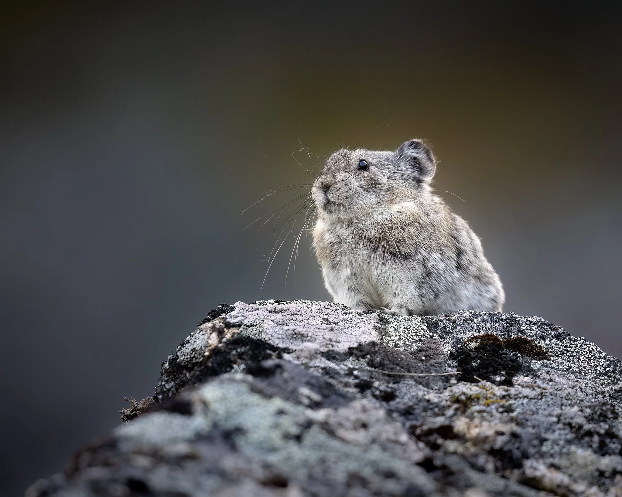 3U7A5399.CR3 - 8/21/23 - A collared pika scans its high-country territory from atop a boulder in Alaska's Talkeetna Mountains.