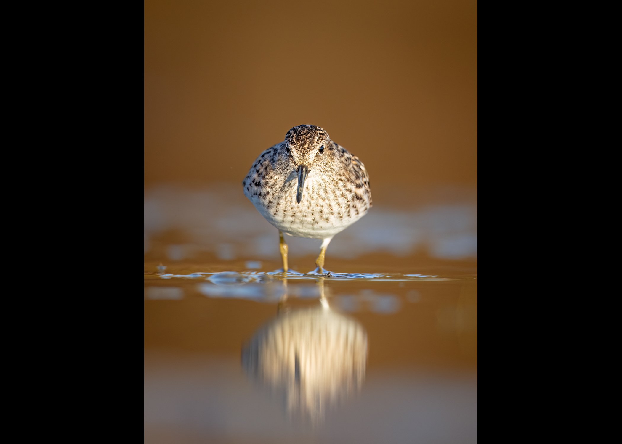 Least sandpiper-1.jpg