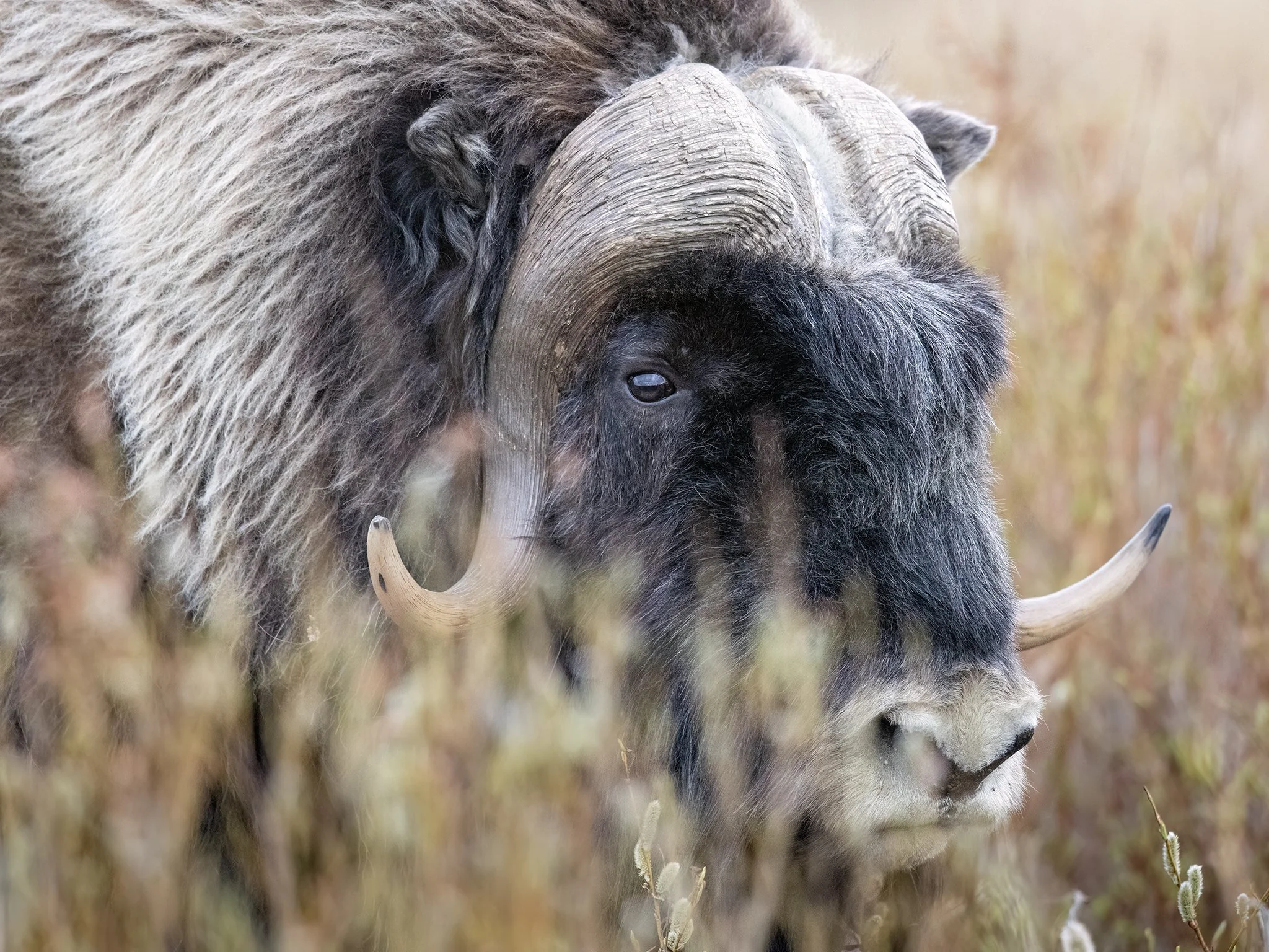231A7695.CR3 - 6/4/24 - A muskox bull moves through willows outside of Nome, Alaska.