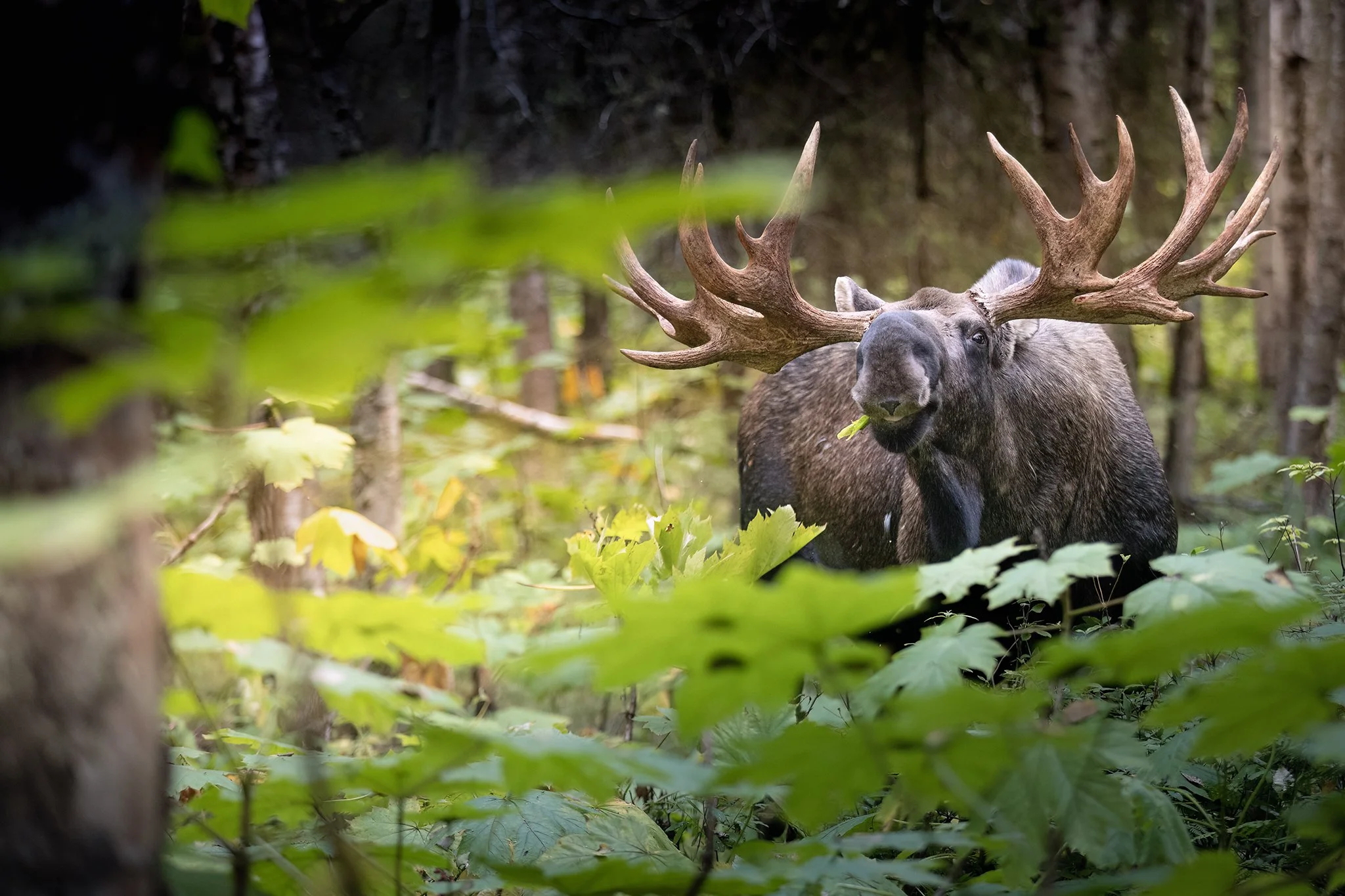 3U7A4666.CR3 - 9/10/23 - A bull moose with magnificent rack feeds in the days prior to the beginning of the rut, or fall breeding season. Southcentral Alaska.