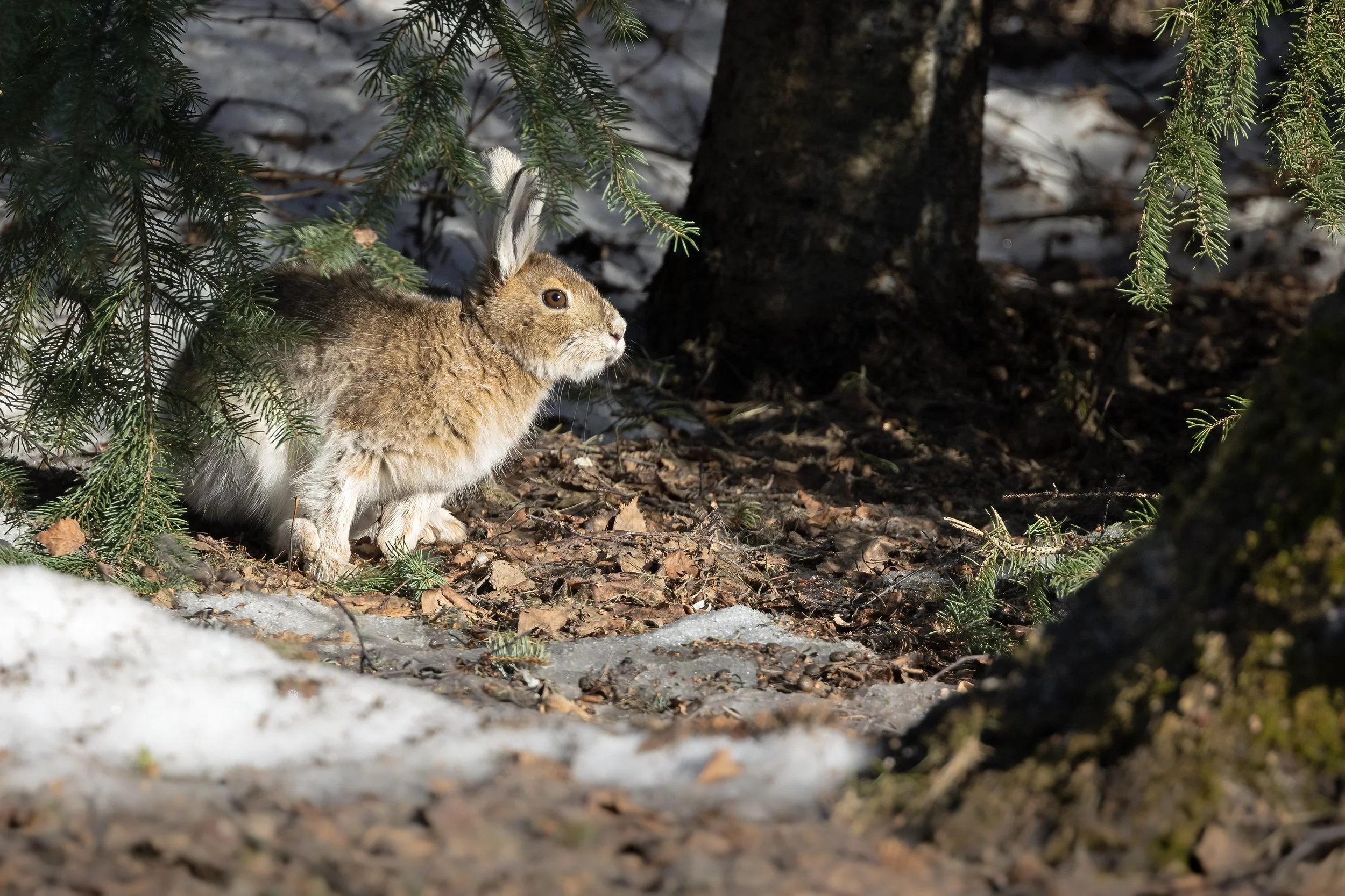 3U7A6938.CR3 - 4/24/23 - A snowshoe hare pauses among melting snow patches on an early spring day in Southcentral Alaska.