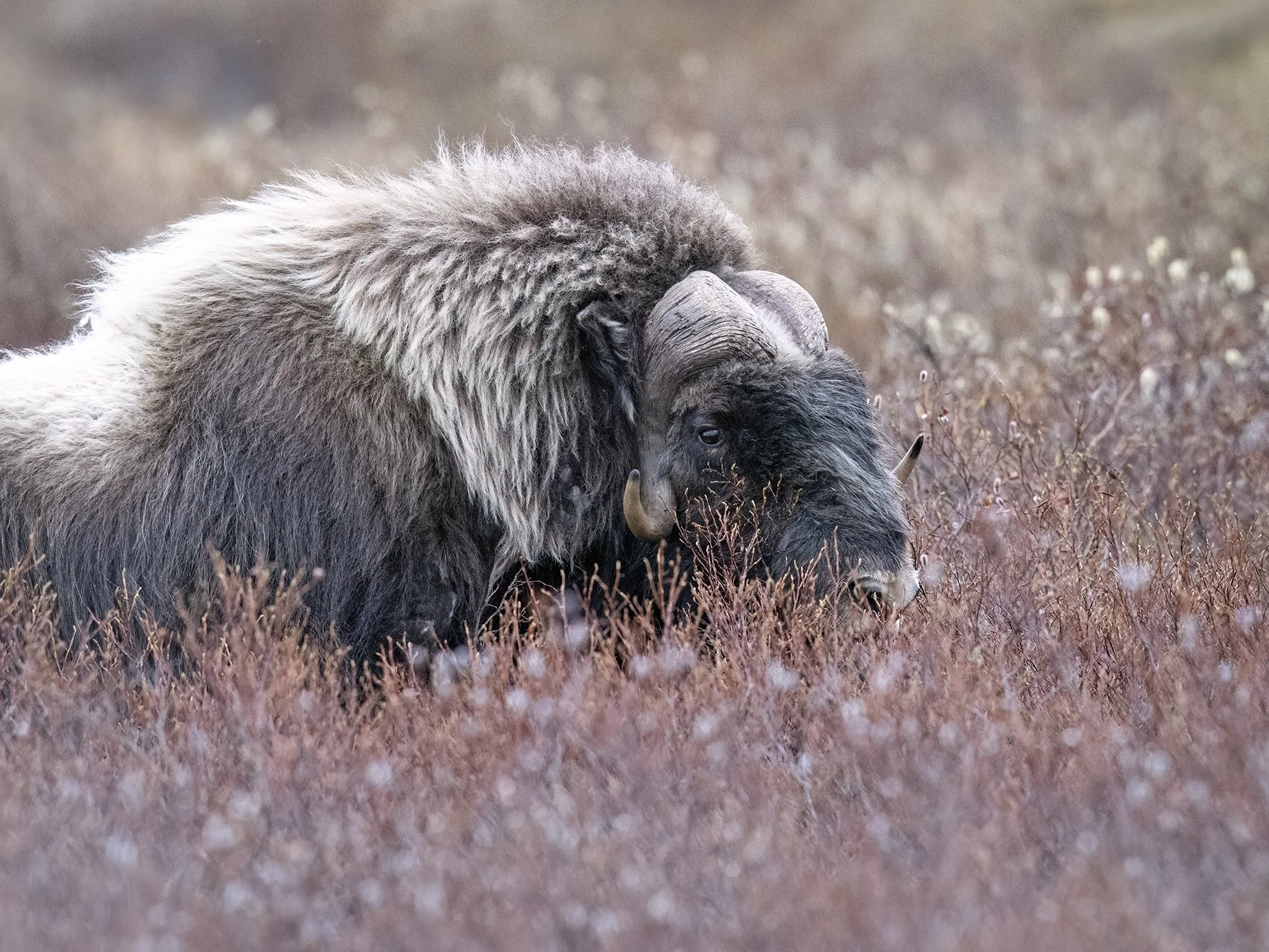 231A7280.CR3 - 6/4/24 - A muskox bull moves through chest-high willows while feeding on the tundra of northwestern Alaska.