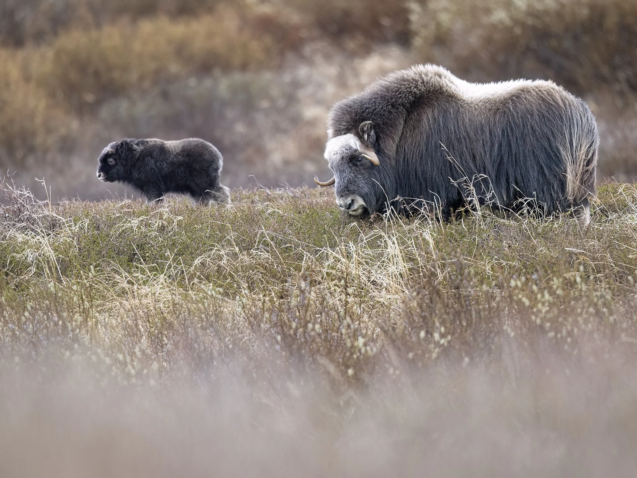 231A8263.CR3 - 6/4/24 - A muskox calf plays as its mother feeds on the tundra in northwestern Alaska.