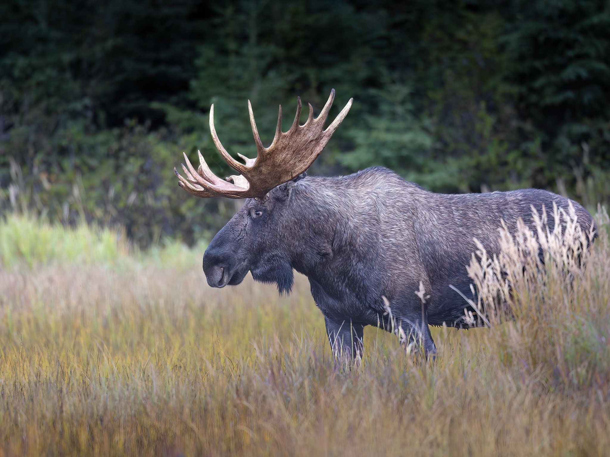 3U7A8682.CR3 - 9/18/23 - A mature bull moose glares across an open muskeg during the fall "rut," or breeding season.