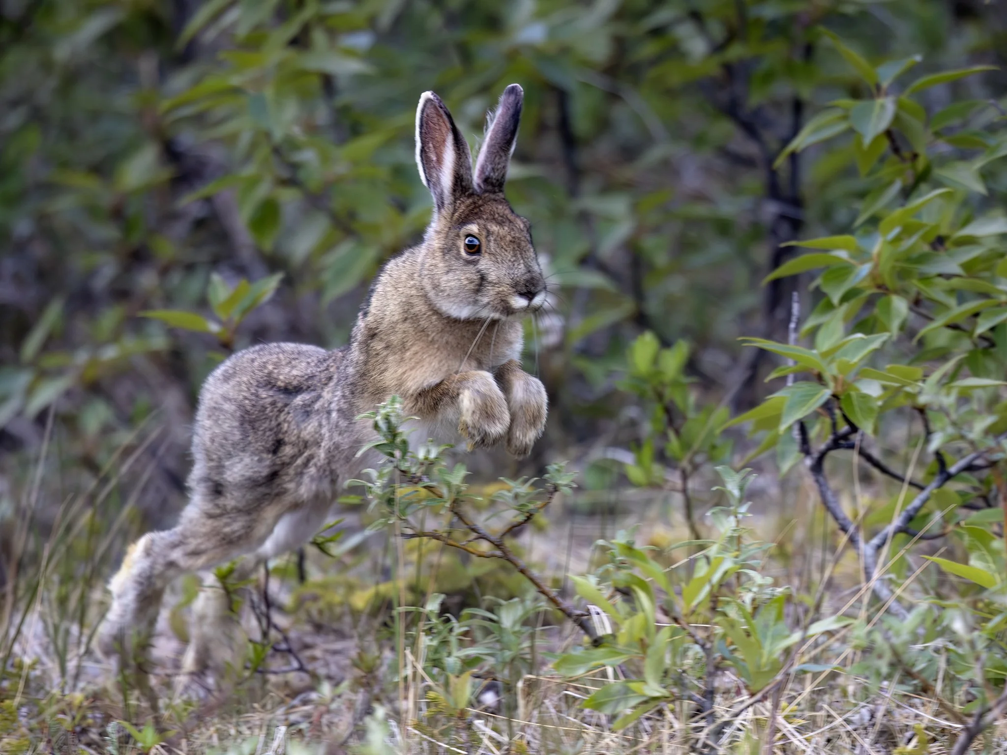 231A1210.CR3 - 6/10/25 - A snowshoe hare hops over a willow shrub at the edge of an Interior Alaska meadow.