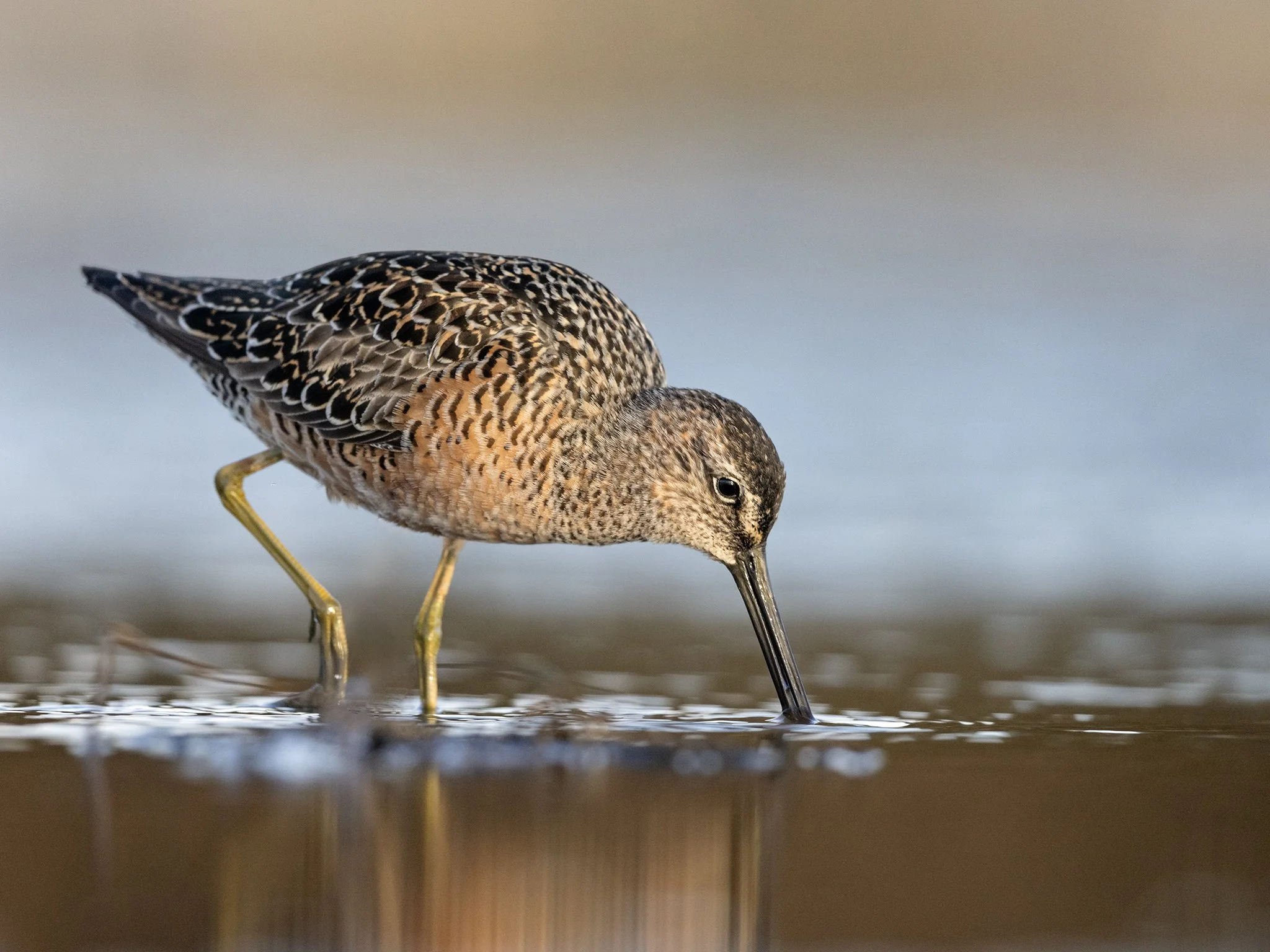 231A7331.CR3 - 5/14/24 - A long-billed dowitcher probes the shallows in Southcentral Alaska's Anchorage Coastal Wildlife Refuge.