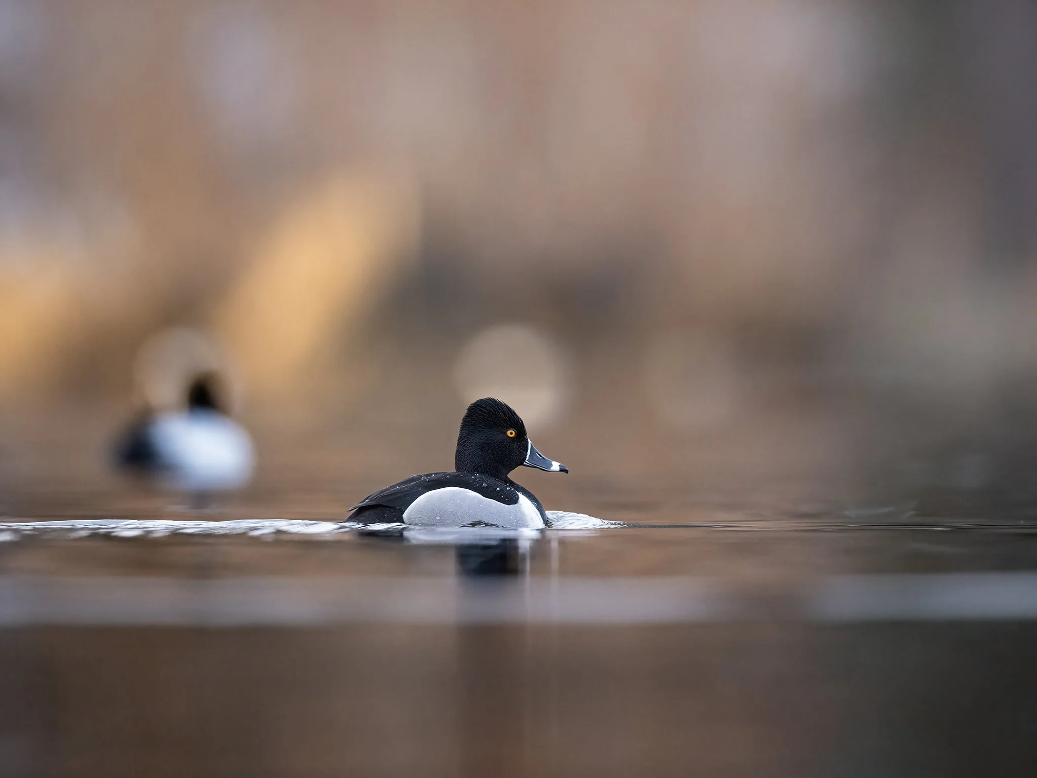 231A5848.CR3 - 4/25/24 - A ring-necked duck drake cruises the shoreline of a shallow Southcentral Alaska waterway.
