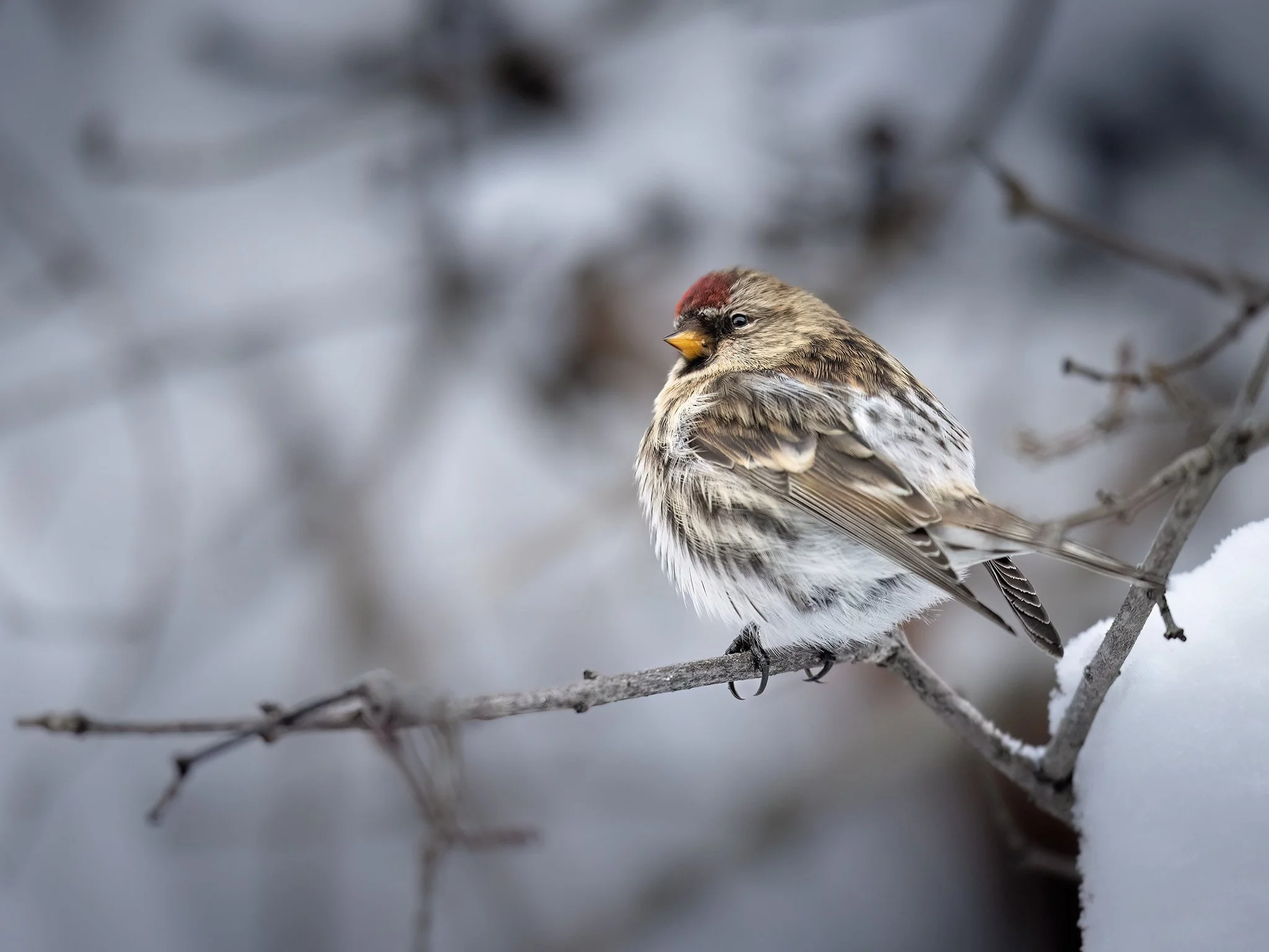 231A3676.CR3 - 12/21/23 - A common redpoll rests on a cold winter day in Anchorage, Alaska.