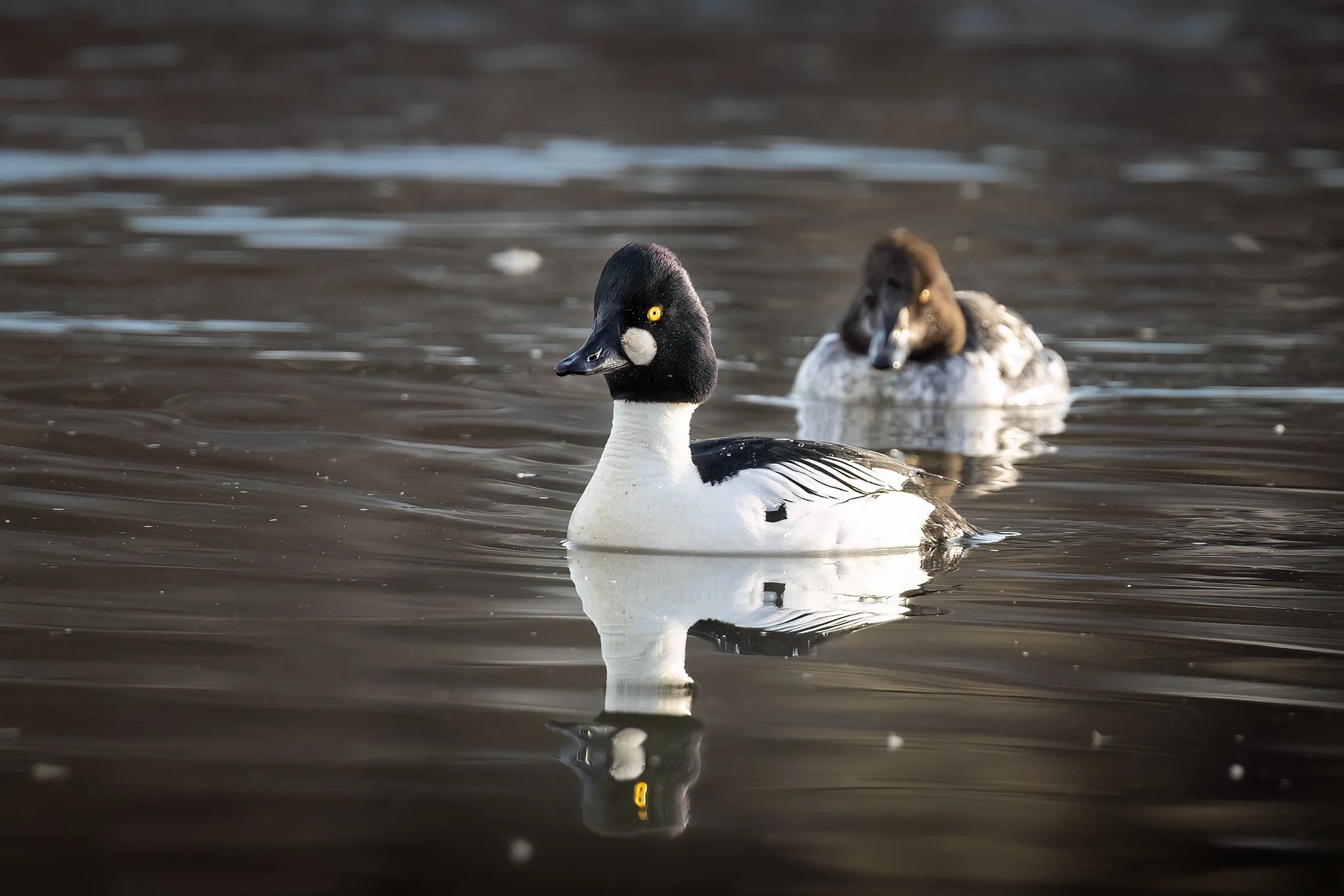 3U7A8933.CR3 - 3/25/23 - Common Goldeneyes cruise a Southcentral Alaska lake.