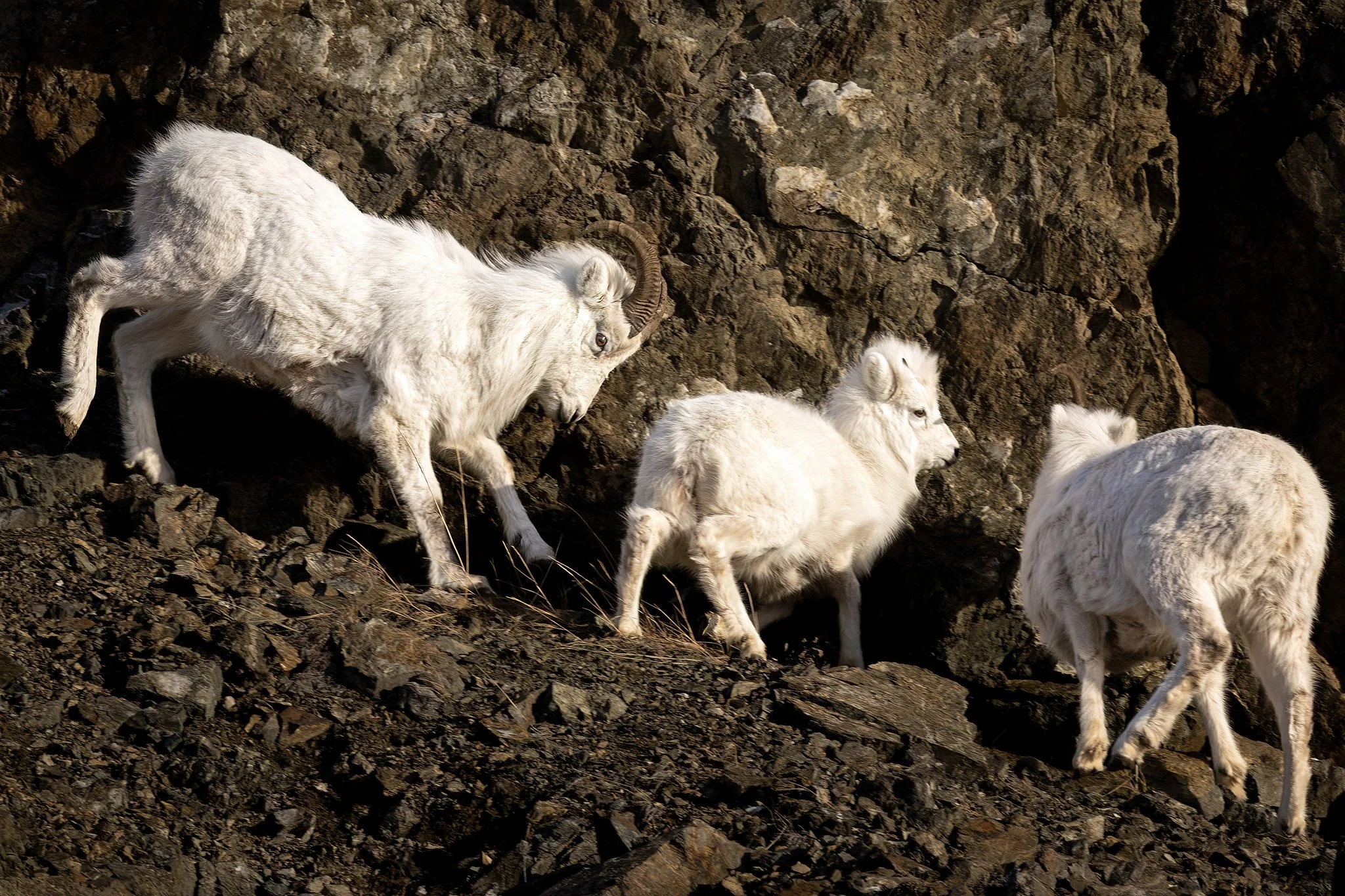 3U7A6272.CR3 - 1/26/23 - A young Dall sheep ram bullies a lamb of the year on a rocky ledge in Southcentral Alaska's Chugach Range.