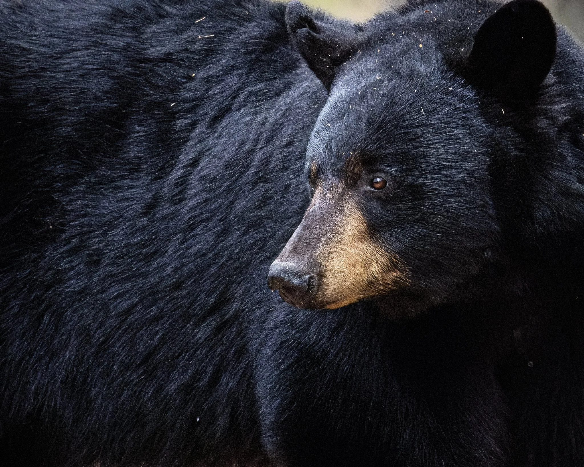 231A2632.CR3 - 5/8/24 - Close-up profile of a black bear photographed in Far North Bicentennial Park, Anchorage, Alaska.