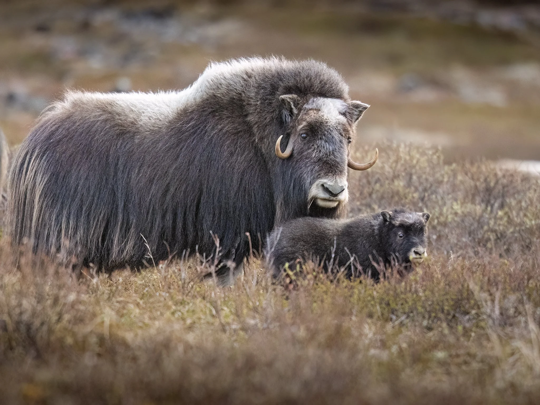 231A2239.CR3 - 6/4/24 - A muskox cow and its days-old calf pause on the tundra outside of Nome, Alaska.