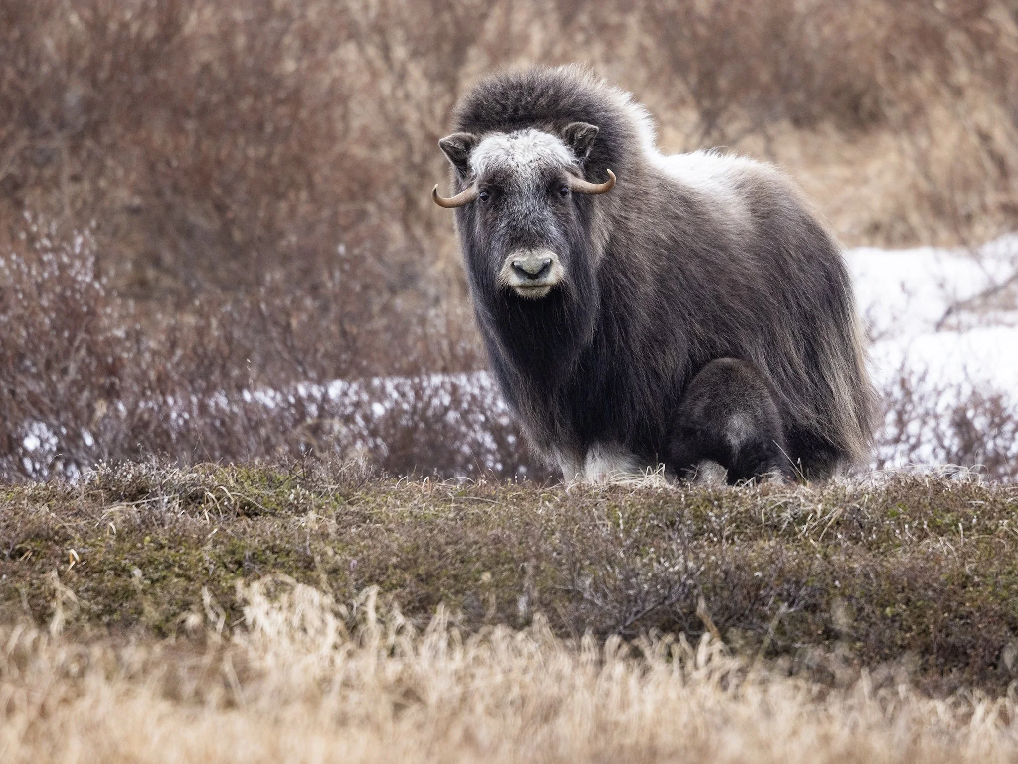 231A8309.CR3 - 6/4/24 - A muskox cow looks out for danger as its days-old calf suckles in the wilderness of northwestern Alaska.