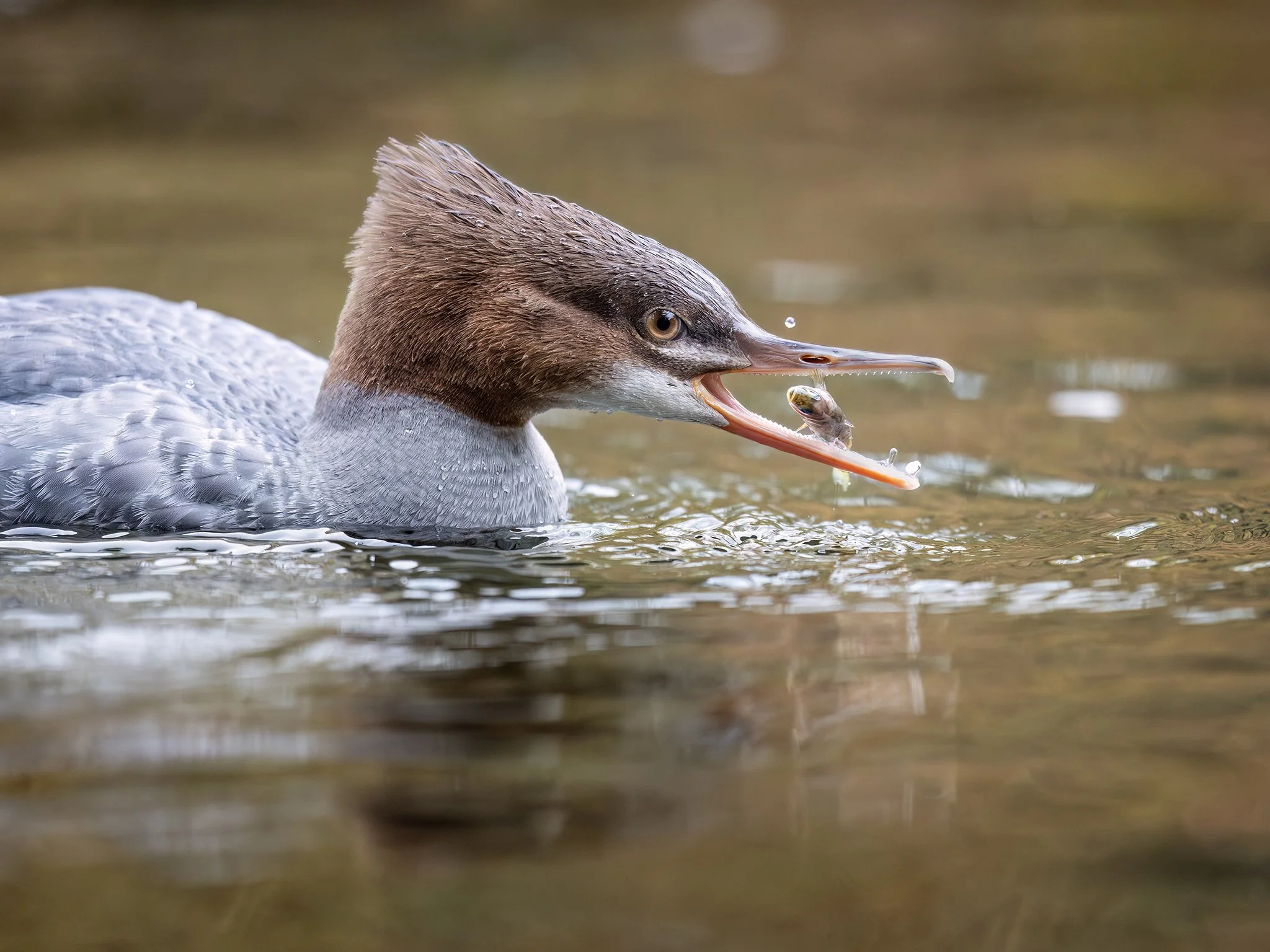 231A7029.CR3 - 9/24/24 - A young common merganser tosses down a stickleback captured in a small Kenai Peninsula stream.