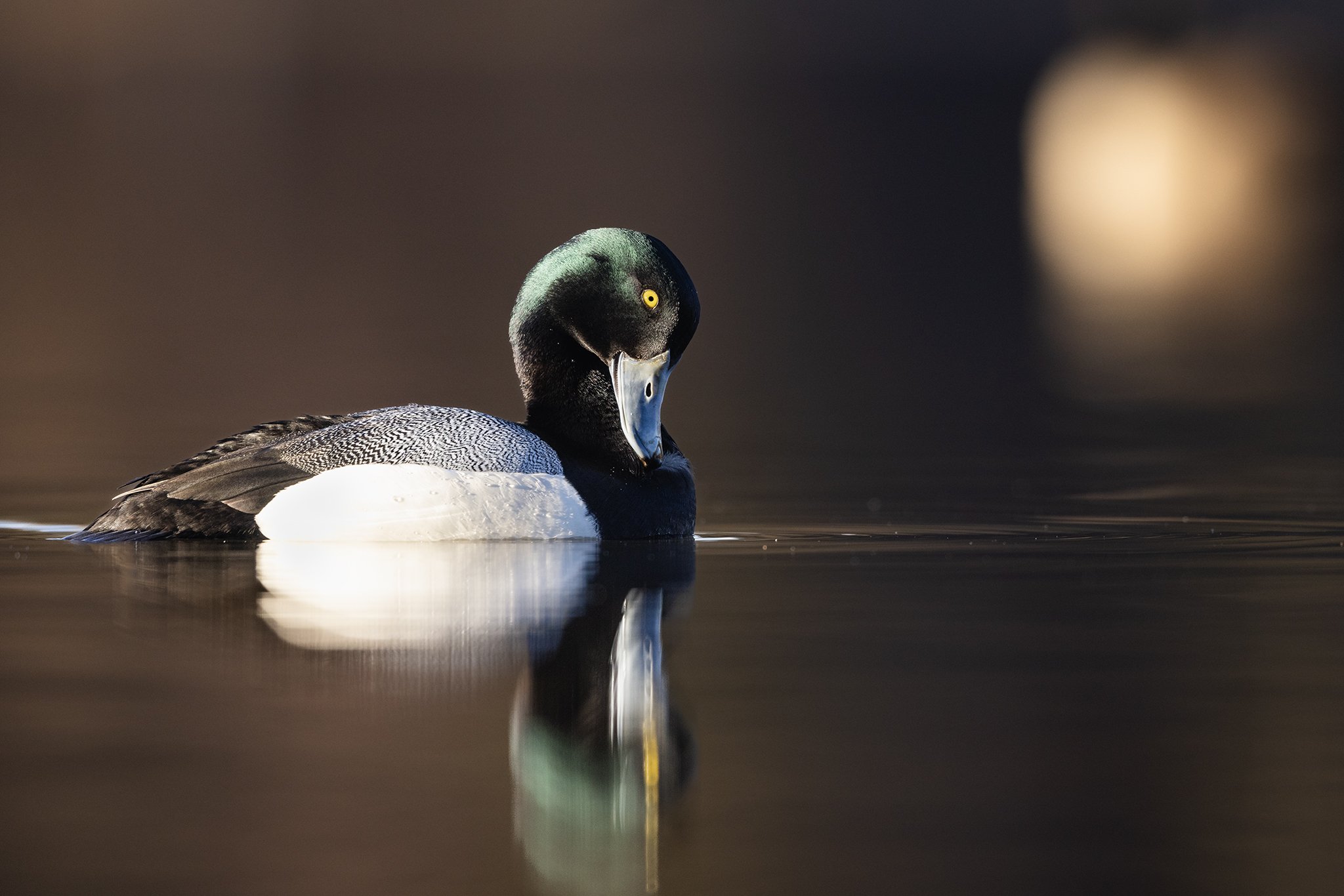 231A2183.CR3 - 5/7/24 - A greater scaup drake pauses in dawn light on a Southcentral Alaska waterway.