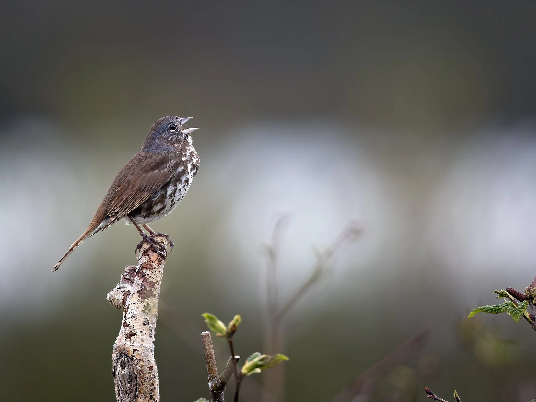 3U7A4443.CR3 - 6/17/23 - A fox sparrow sings in Alaska's famous McNeil River State Game Sanctuary.