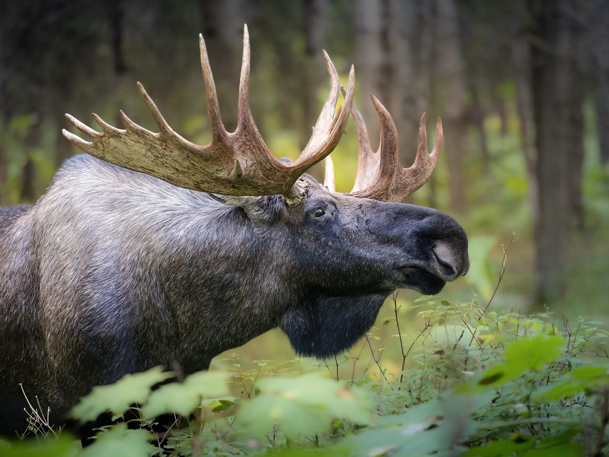 3U7A4627.CR3 - 9/10/23 - A bull moose with magnificent rack free of velvet feeds in the days prior to the beginning of the rut, or fall breeding season. Southcentral Alaska.
