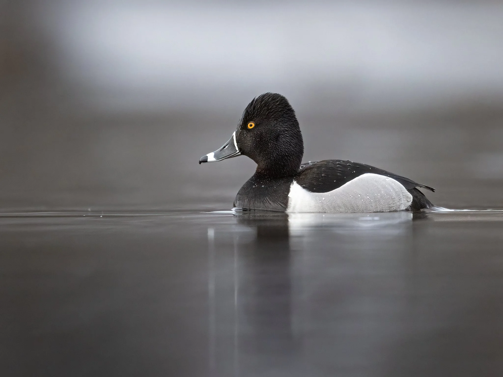 231A5957.CR34 - 4/25/24 - A ring-necked duck drake cruises the shoreline of a shallow Southcentral Alaska waterway.