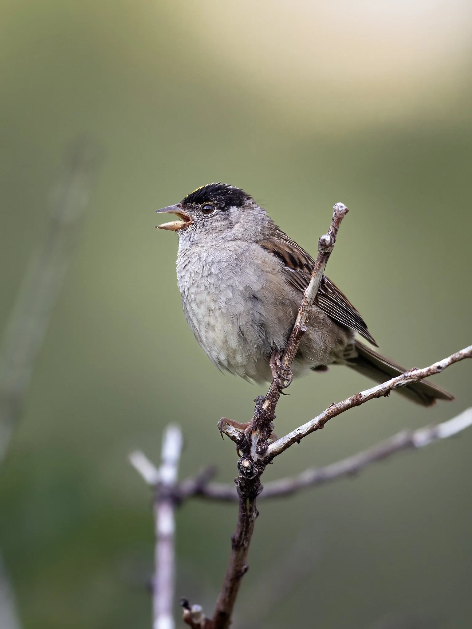 3U7A6609.CR3 - 7/31/23 - A golden-crowned sparrow in Alaska's Chugach State Park marks its nesting territory with a song.
