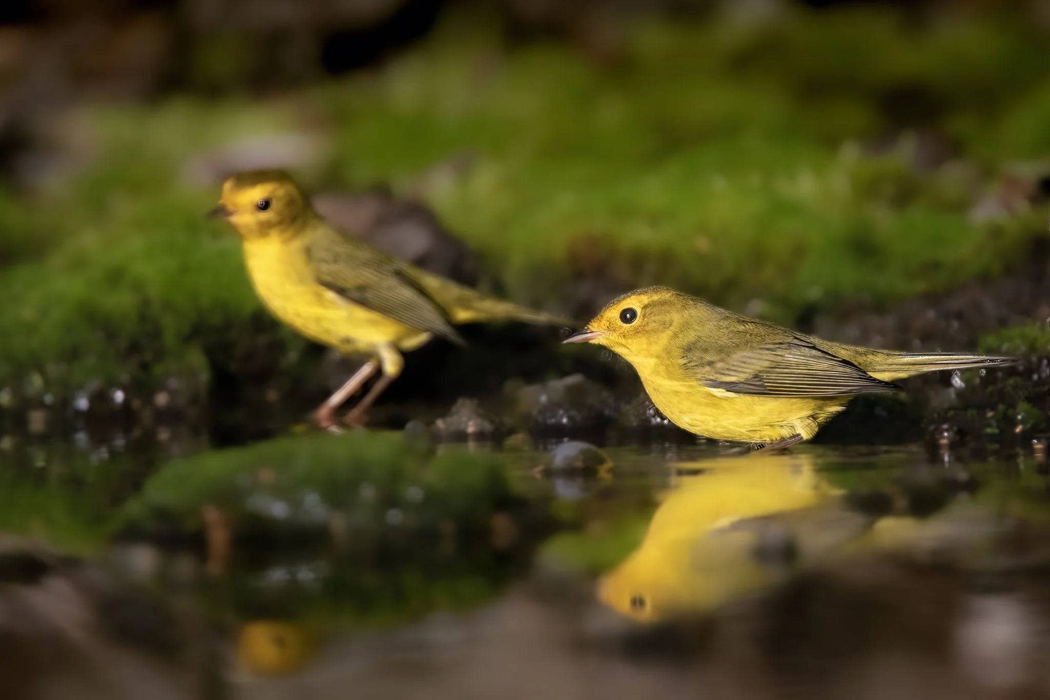 _P3A7723.CR3 - 8/27/22 - Wilson's warblers bathe in a Southcentral Alaska rainwater puddle during fall migration.