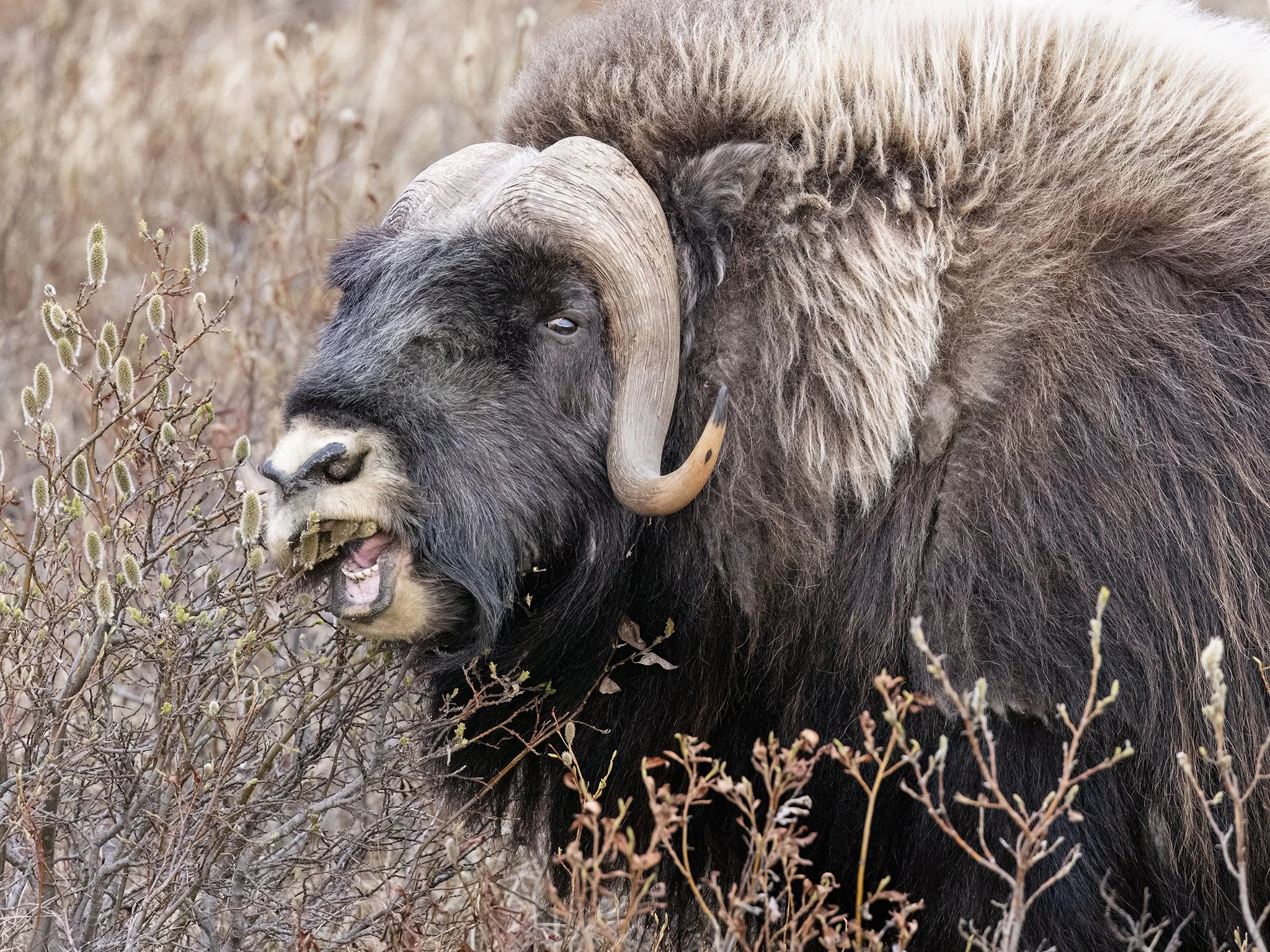 231A1187.CR3 - 6/4/24 - A muskox bull keeps a wary eye out for predators while munching on willows in northwestern Alaska.