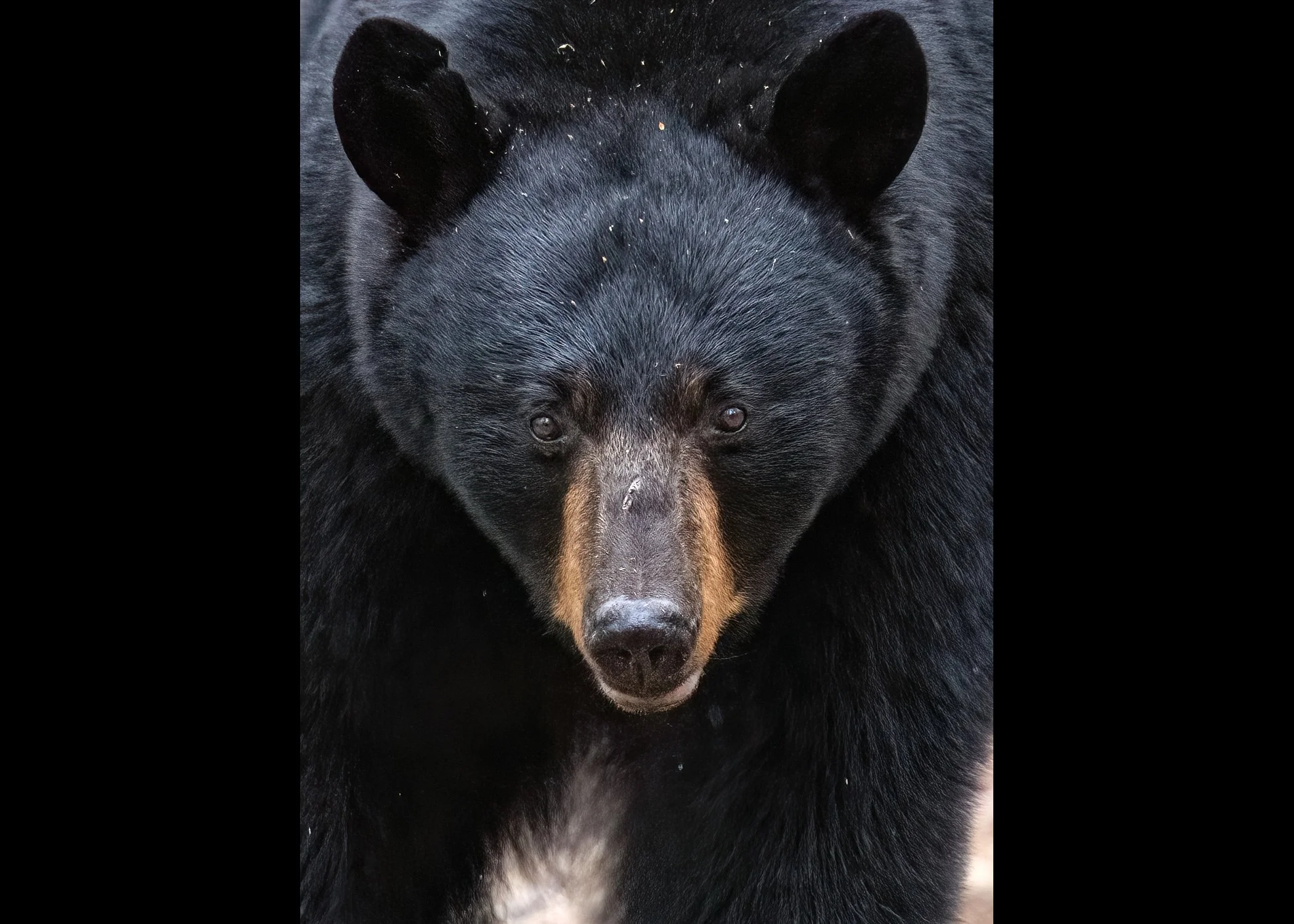 231A2670.CR3 - 5/8/24 - A black bear sow confronts a perceived threat  to her nearby cubs on a trail in Anchorage, Alaska's Far North Bicentennial Park.